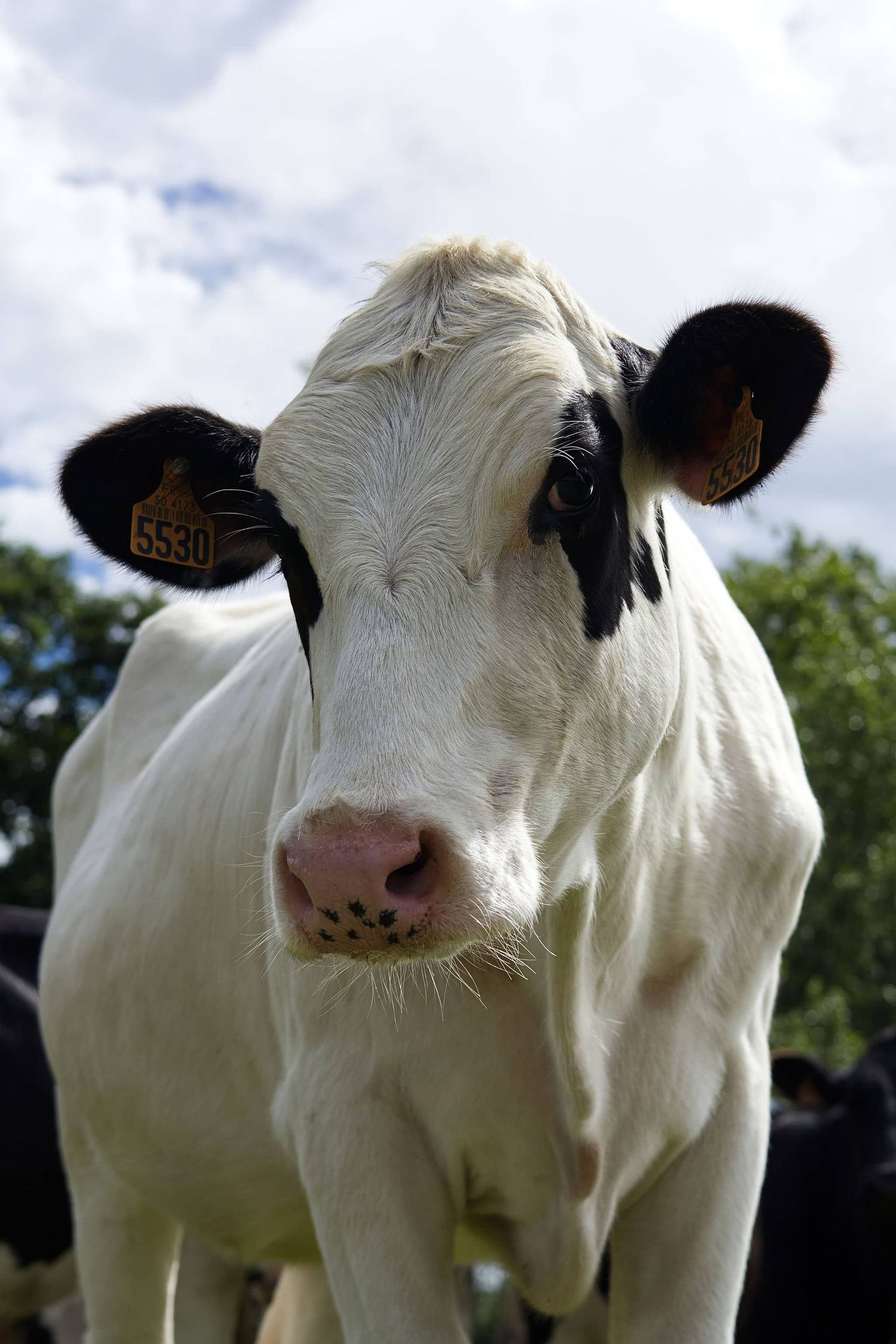 Vache, Cidrerie Le Père Mahieu, Bricquebosq, Normandie