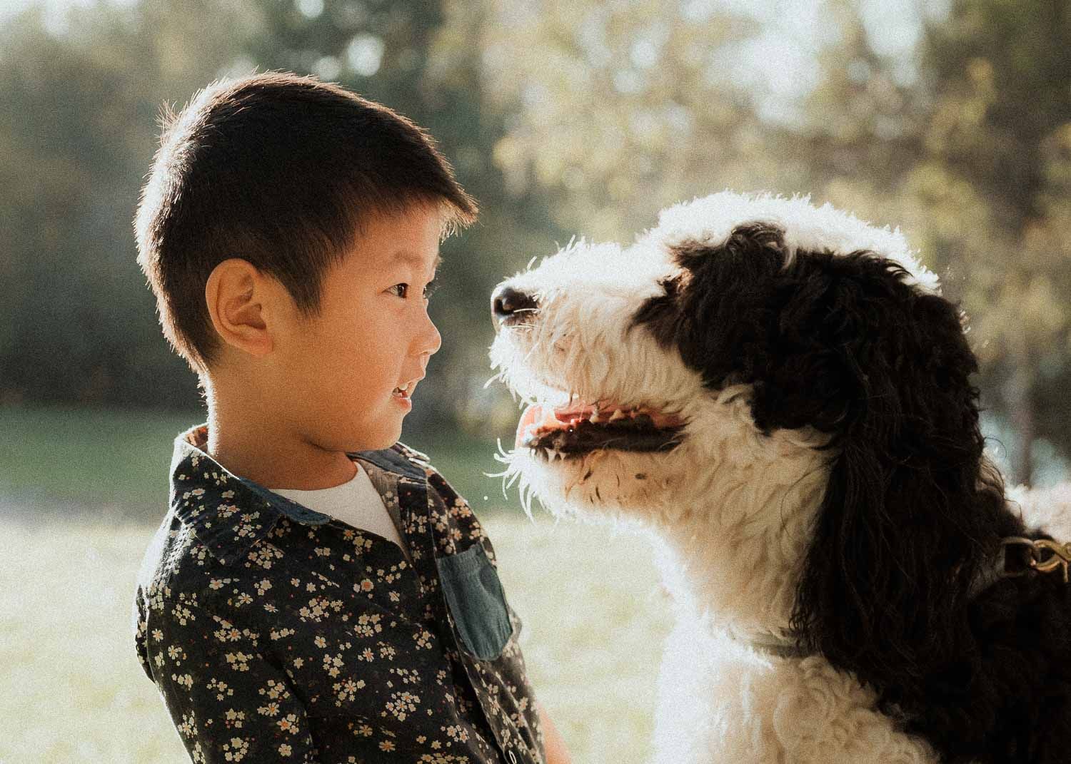 Young Asian boy facing a black and white fluffy dog in a sunny park.
