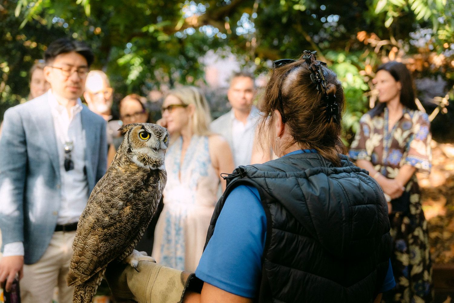 Handler presents a great horned owl to fascinated guests at an outdoor nature-themed event.