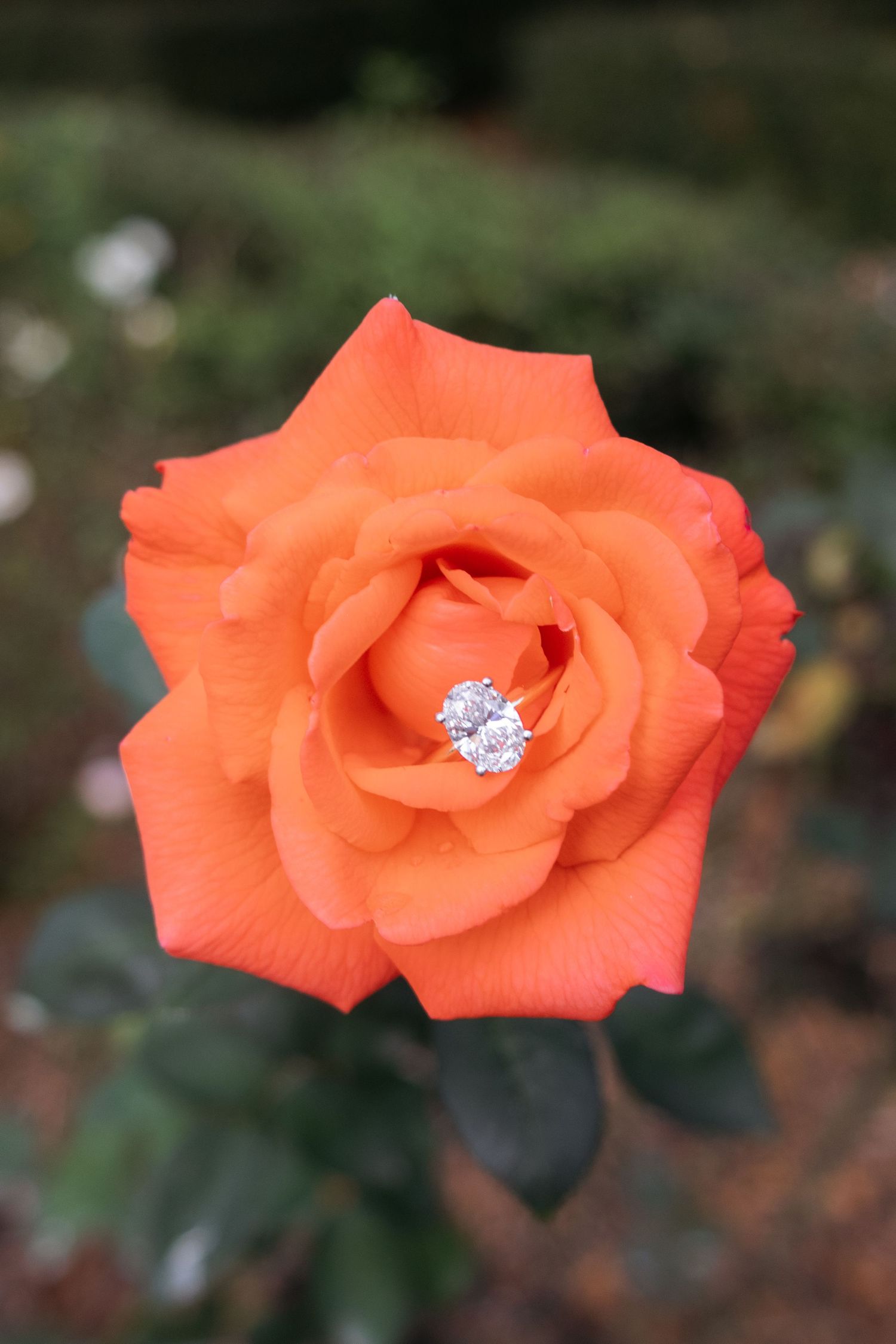 An orange rose with a sparkling diamond engagement ring nestled in its center petals, set against a blurred garden background.