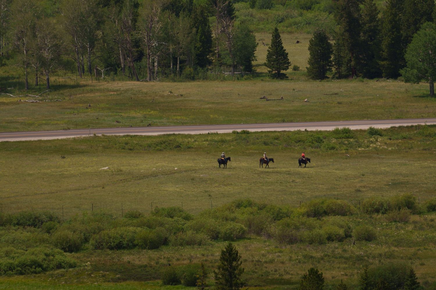 Three moose grazing in a wide green meadow with a dirt road and forest in the background.
