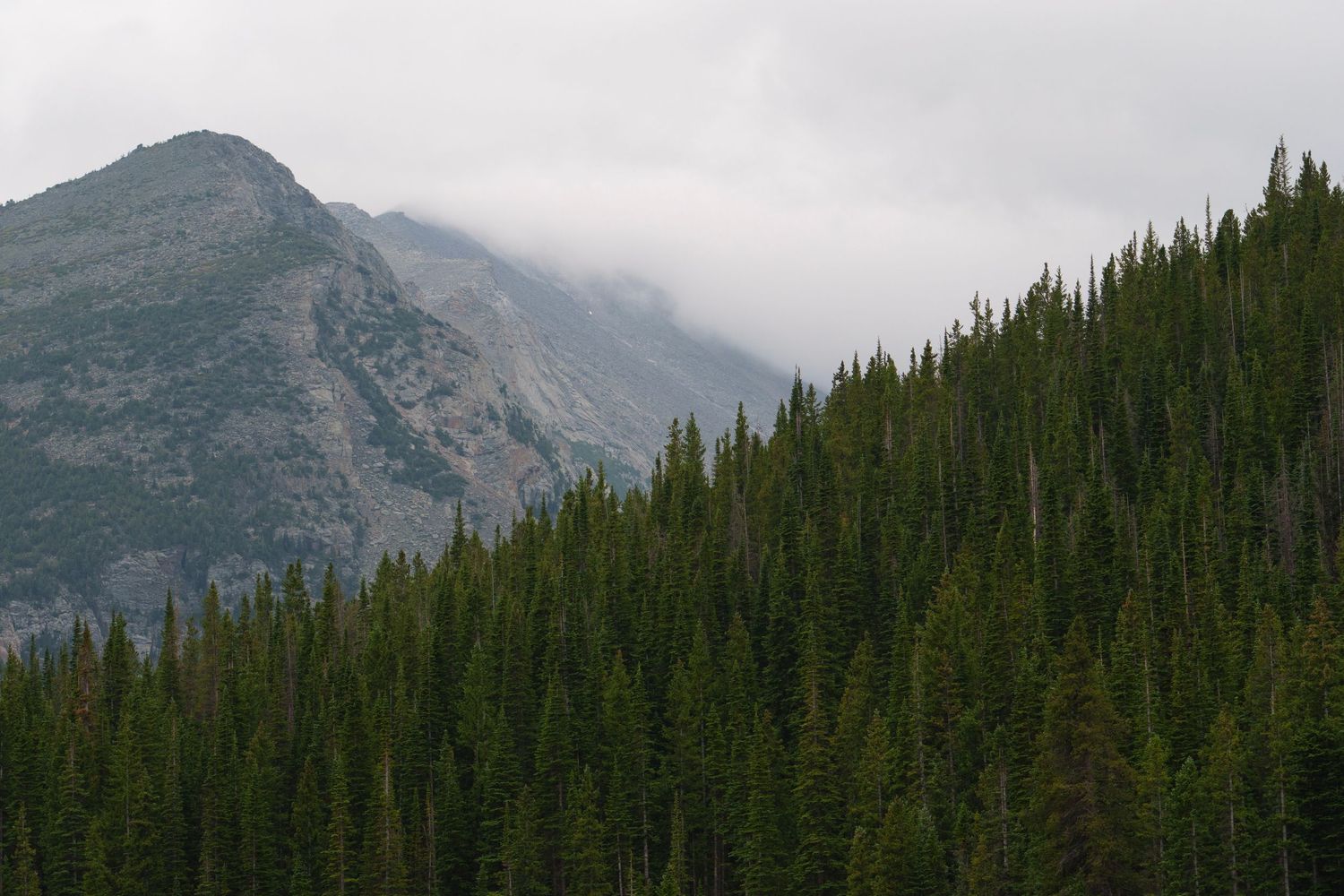Dense evergreen forest on mountain slopes with rocky peaks partially hidden by clouds.