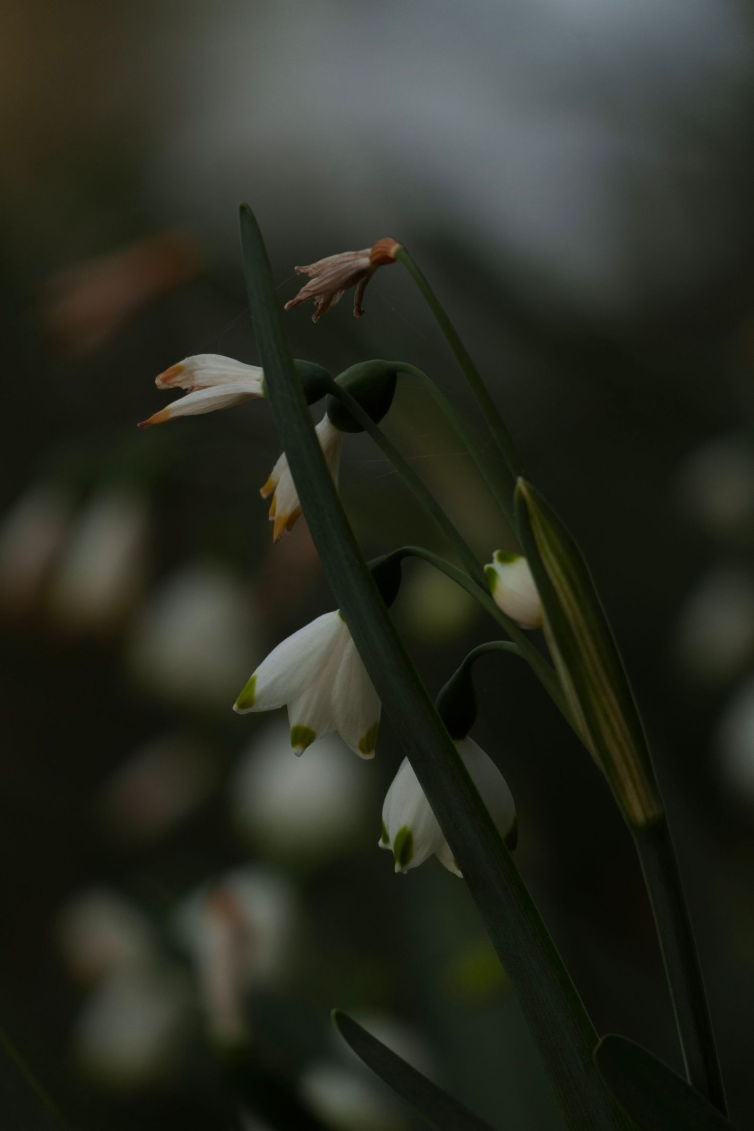 Delicate white snowdrop flowers with green stems captured in soft dark bokeh background lighting.