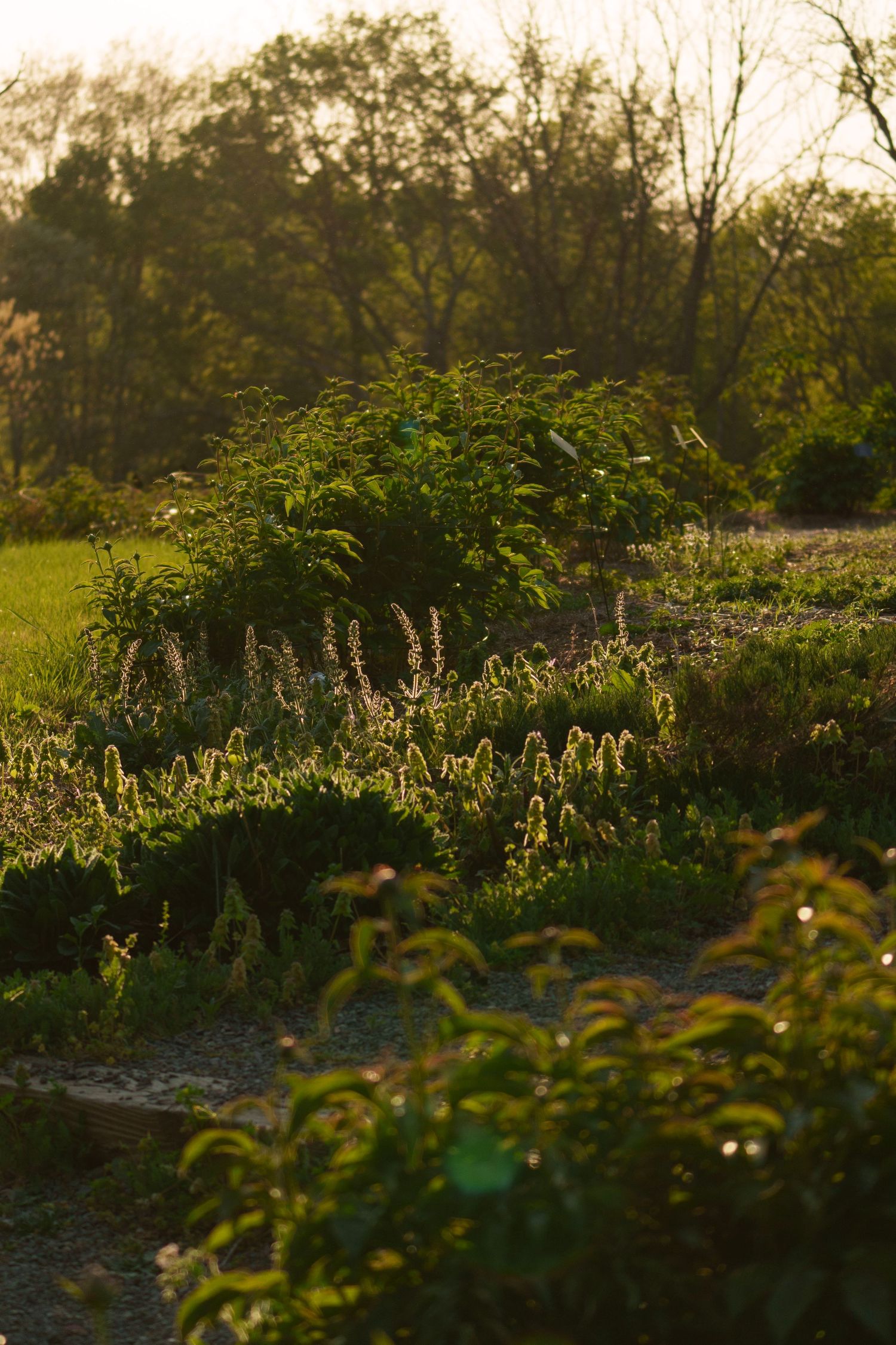 Lush garden beds with blooming plants bathed in warm golden sunset light among trees.