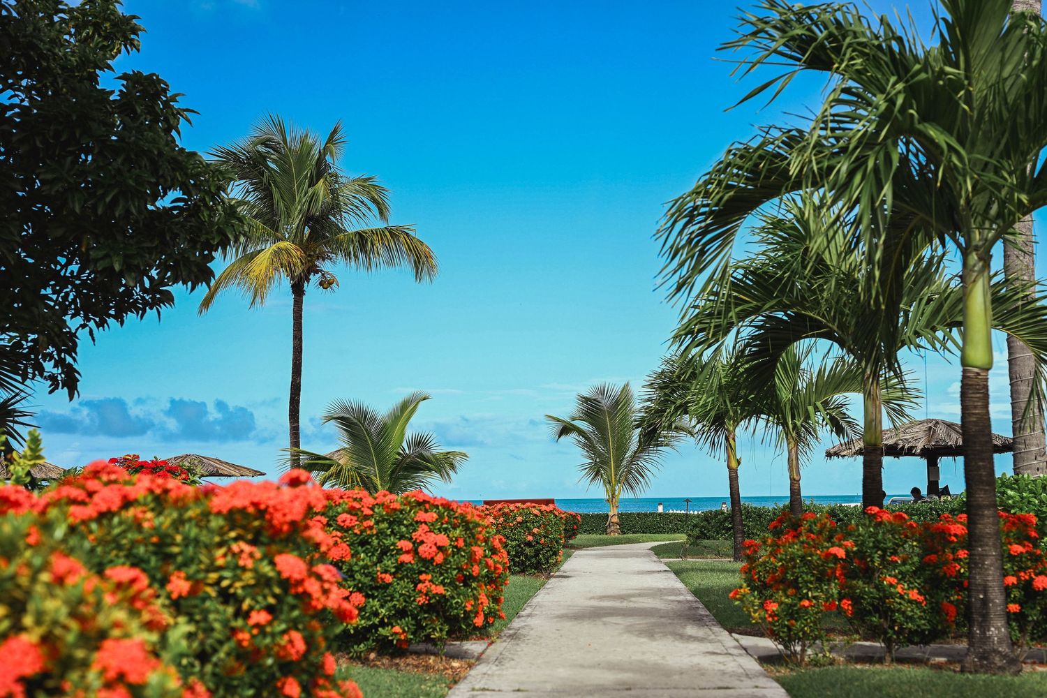 Scenic garden path lined with red flowers and palm trees leading to a turquoise ocean view.