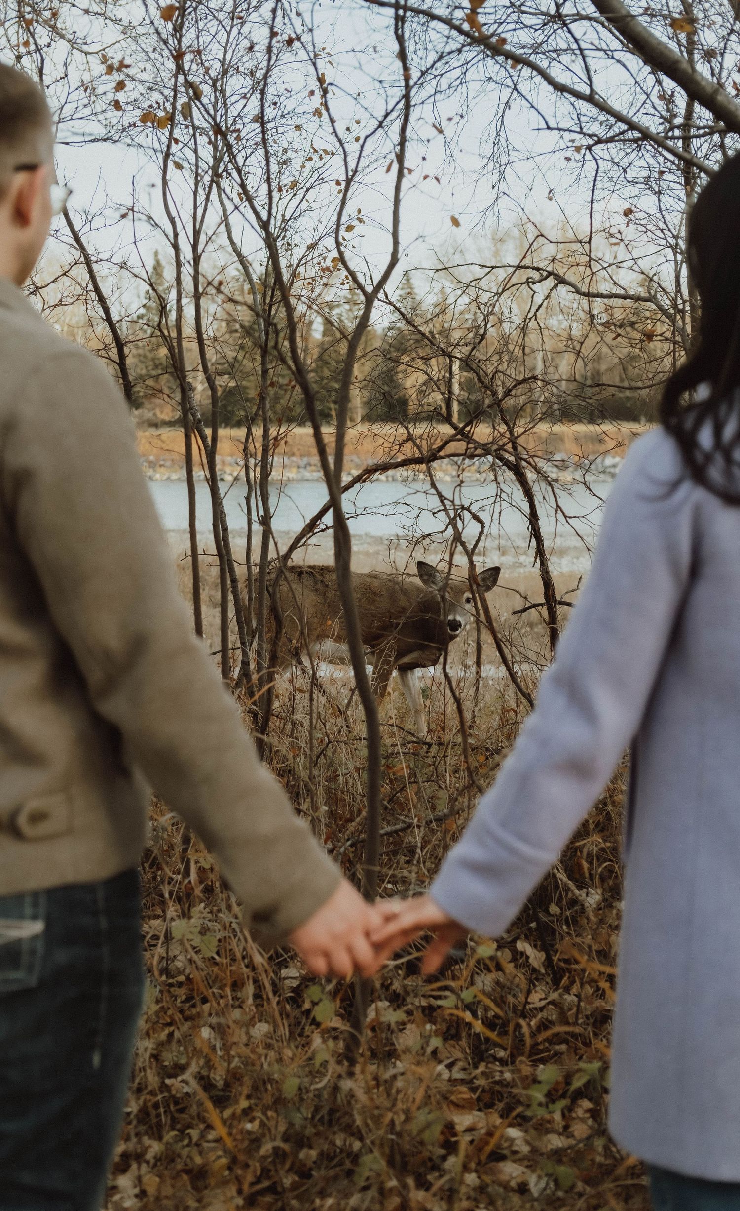 Couple holding hands while observing a deer near a lake surrounded by bare autumn trees.