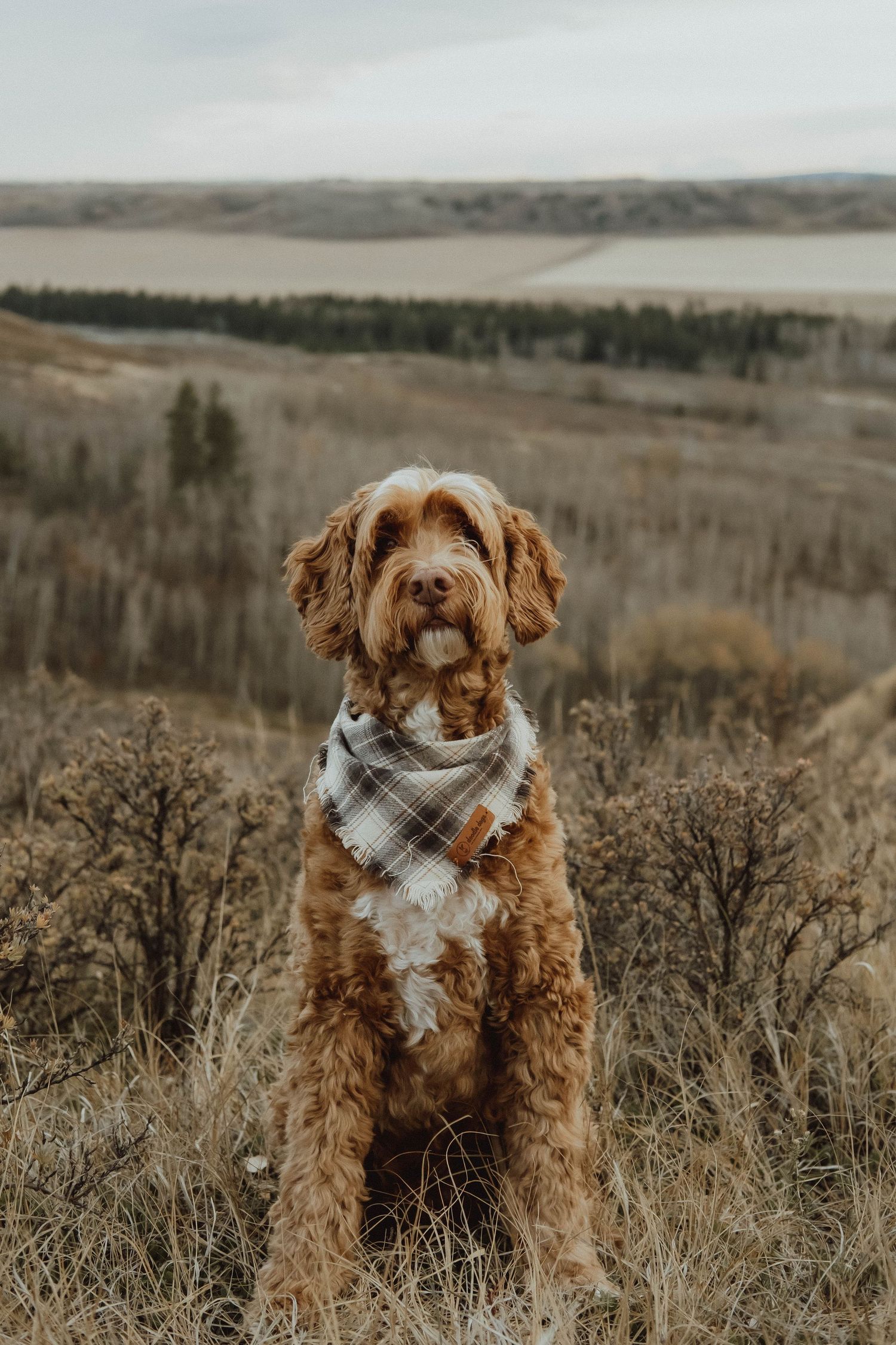 Golden Labradoodle wearing plaid bandana sitting in autumn prairie with lake backdrop.