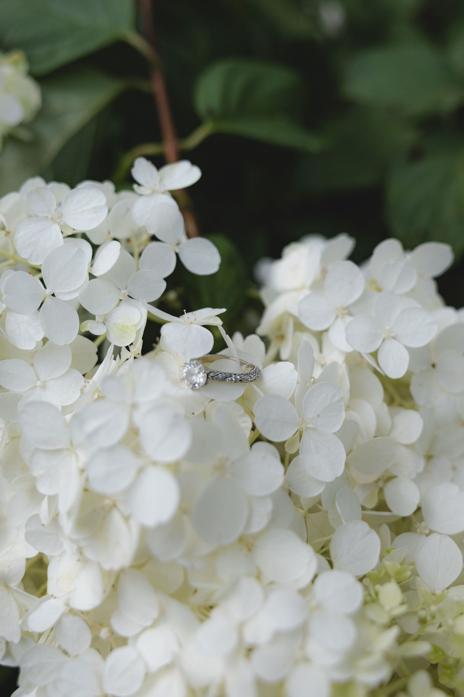 The image shows a close-up of white hydrangea flowers with a blurred green background.