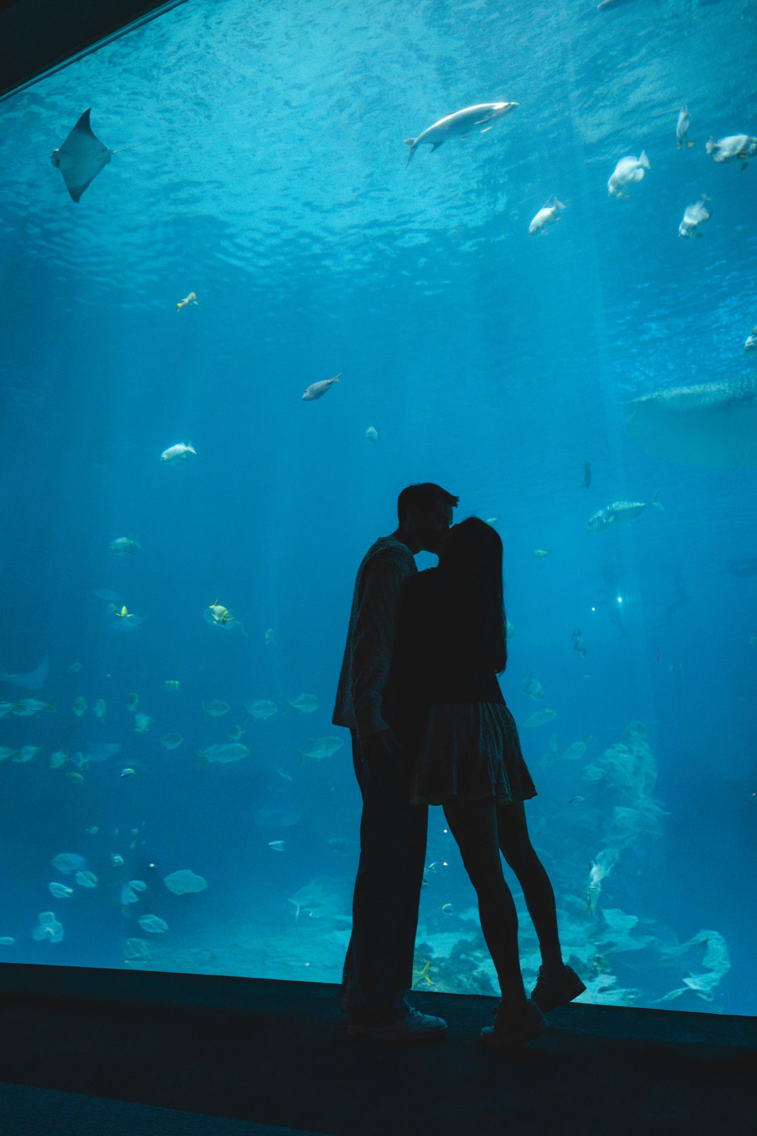 Silhouettes against a large aquarium window with fish swimming in vibrant blue water.