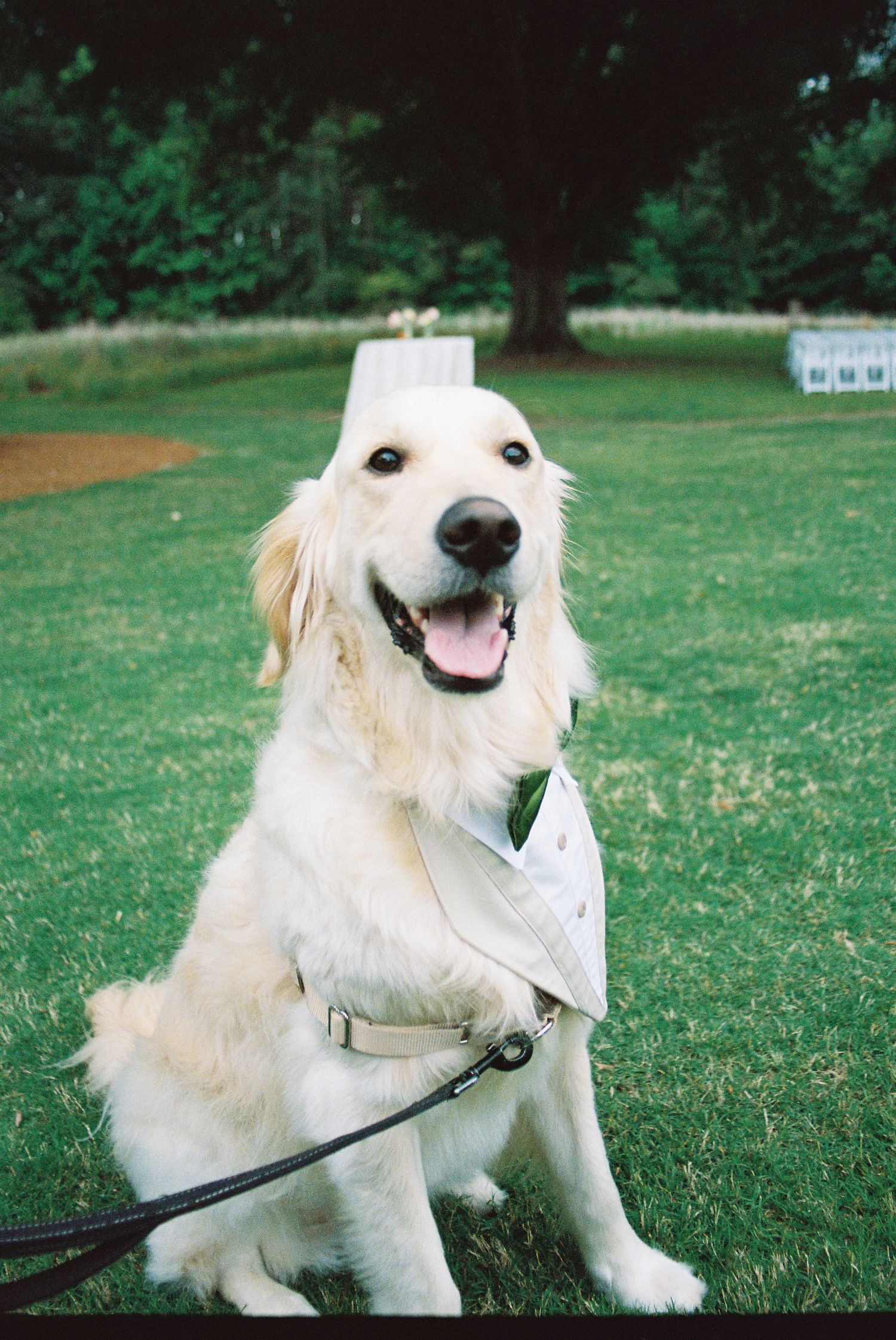 A happy golden retriever wearing a white outfit and leash sits on green grass, appearing dressed for a wedding.