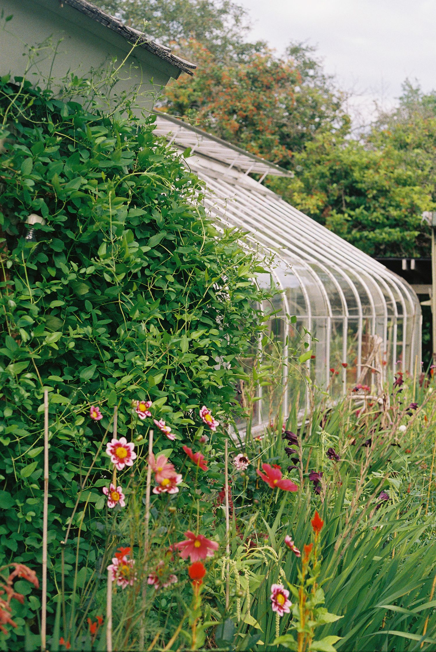 A long glass greenhouse surrounded by colorful blooming flowers and lush green hedges in a garden.