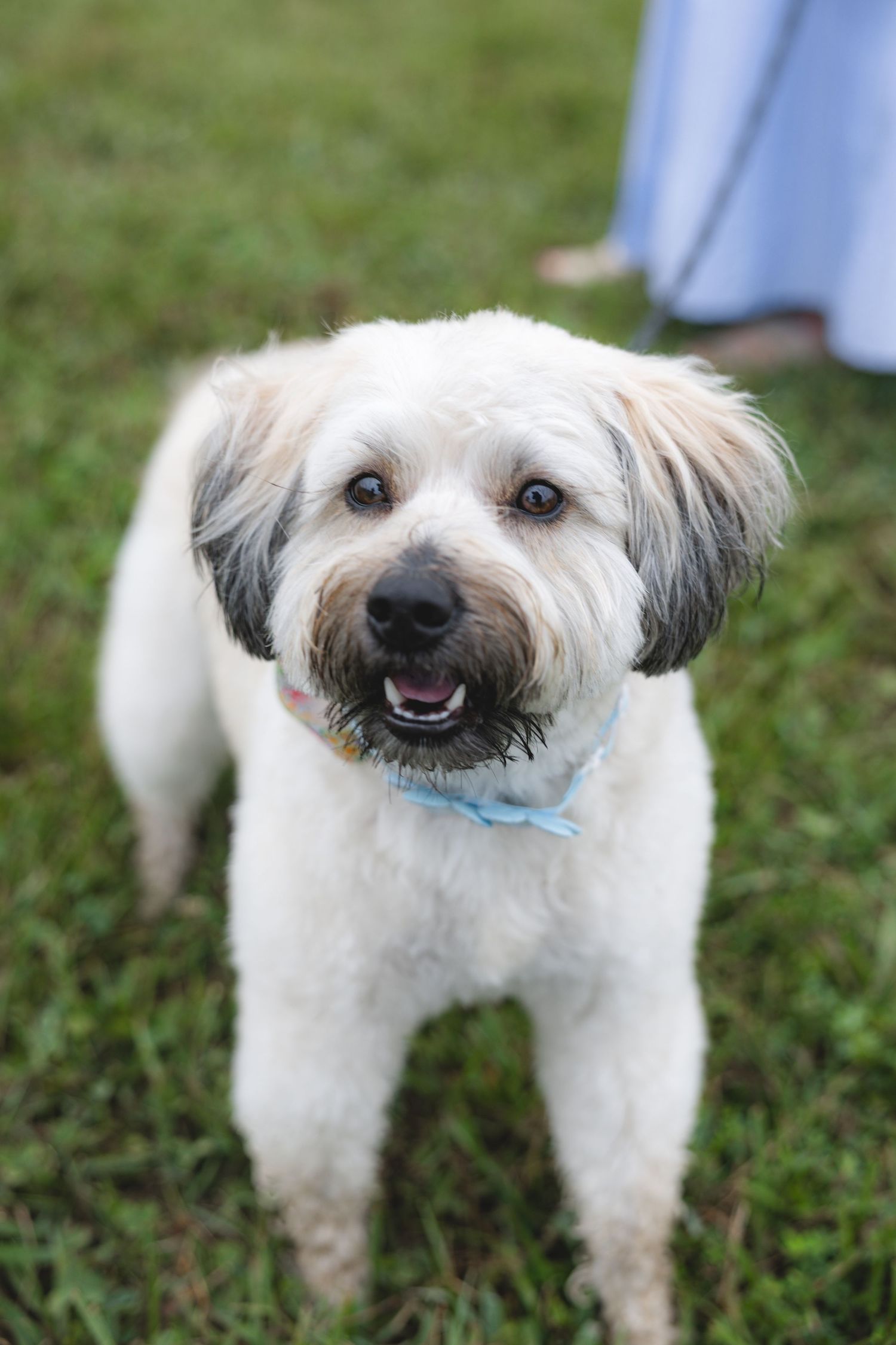 Adorable white fluffy dog with blue bow tie standing on green grass, looking up with mouth open.