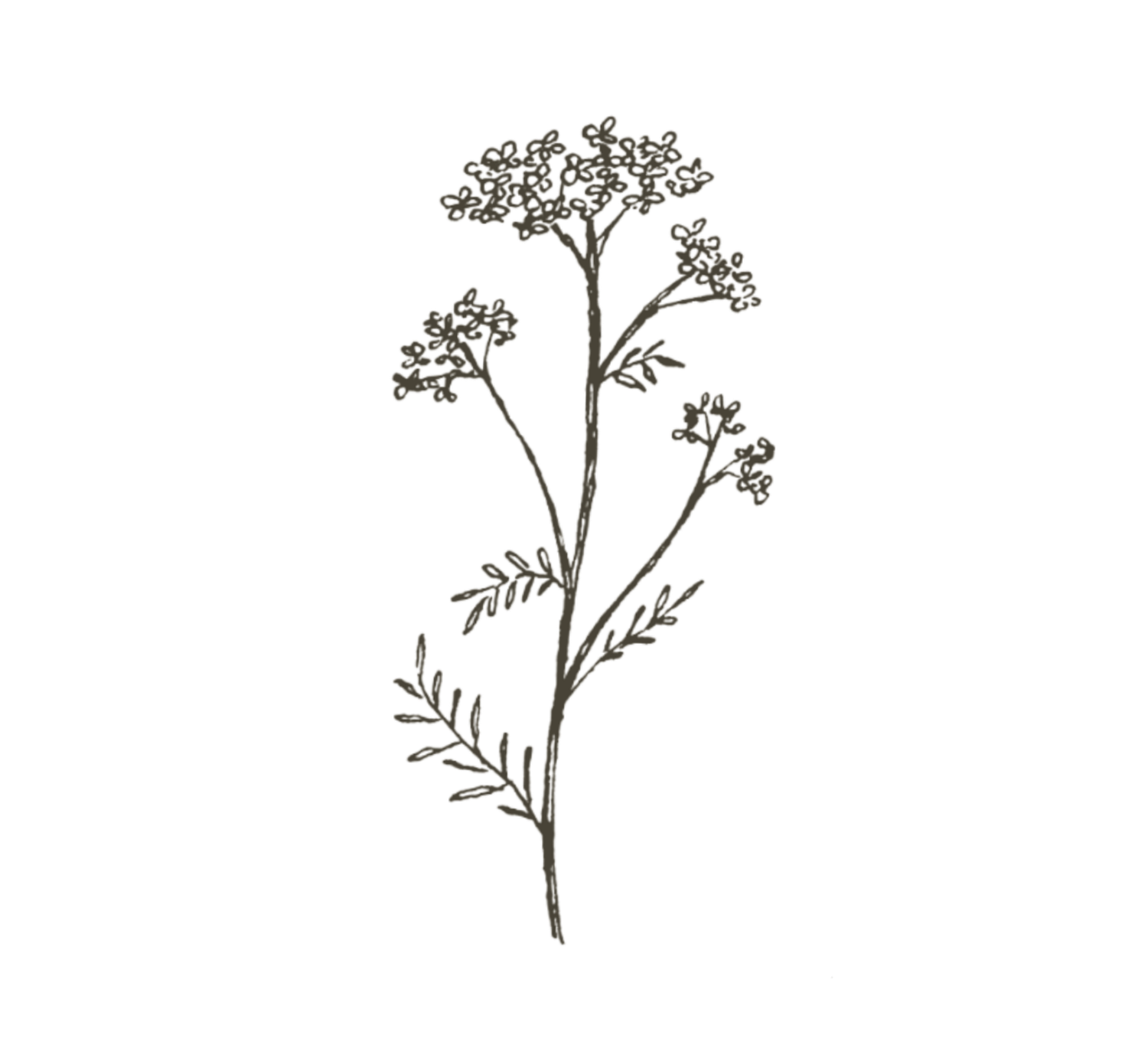Delicate hand-drawn botanical illustration of a wild yarrow plant with tiny flowers and feathery leaves in ink sketch style.