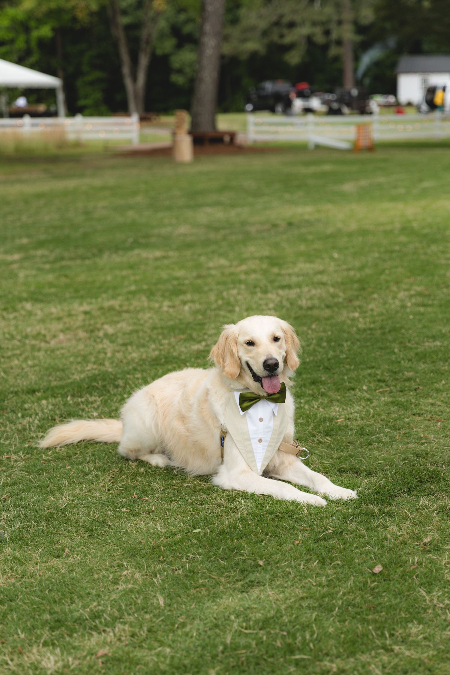 Golden retriever in a white tuxedo with green bow tie lying on green grass at an outdoor wedding venue.