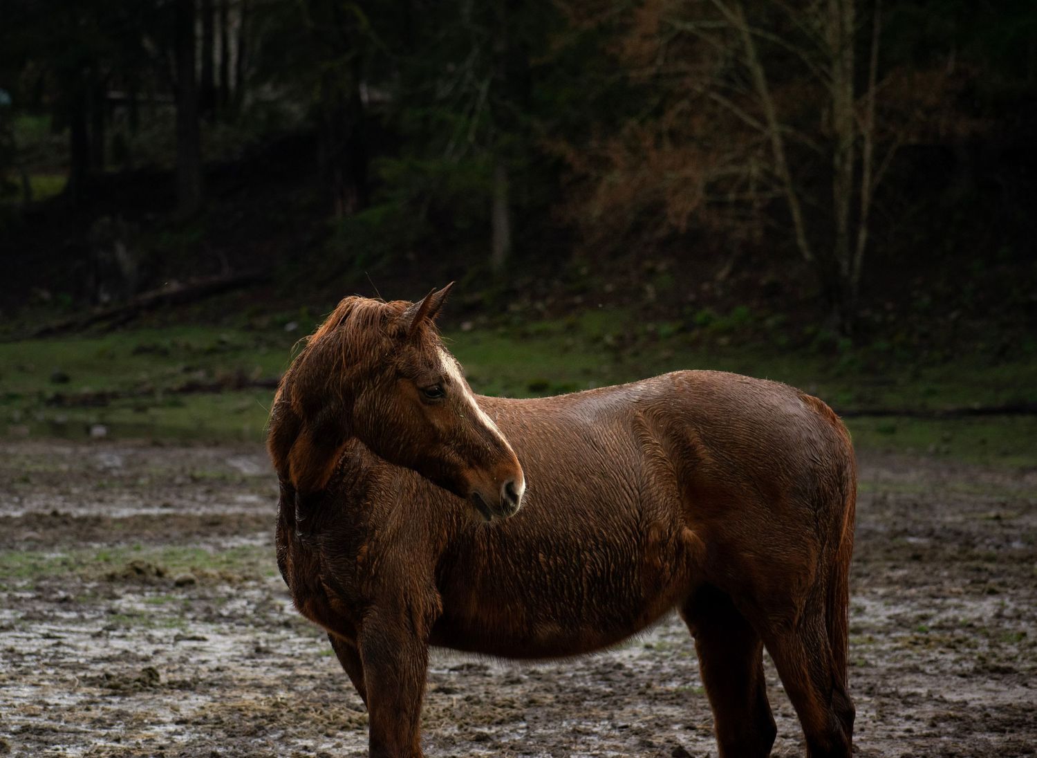 Skyland Ranch, Gold Bar, Washington, March 5, 2026