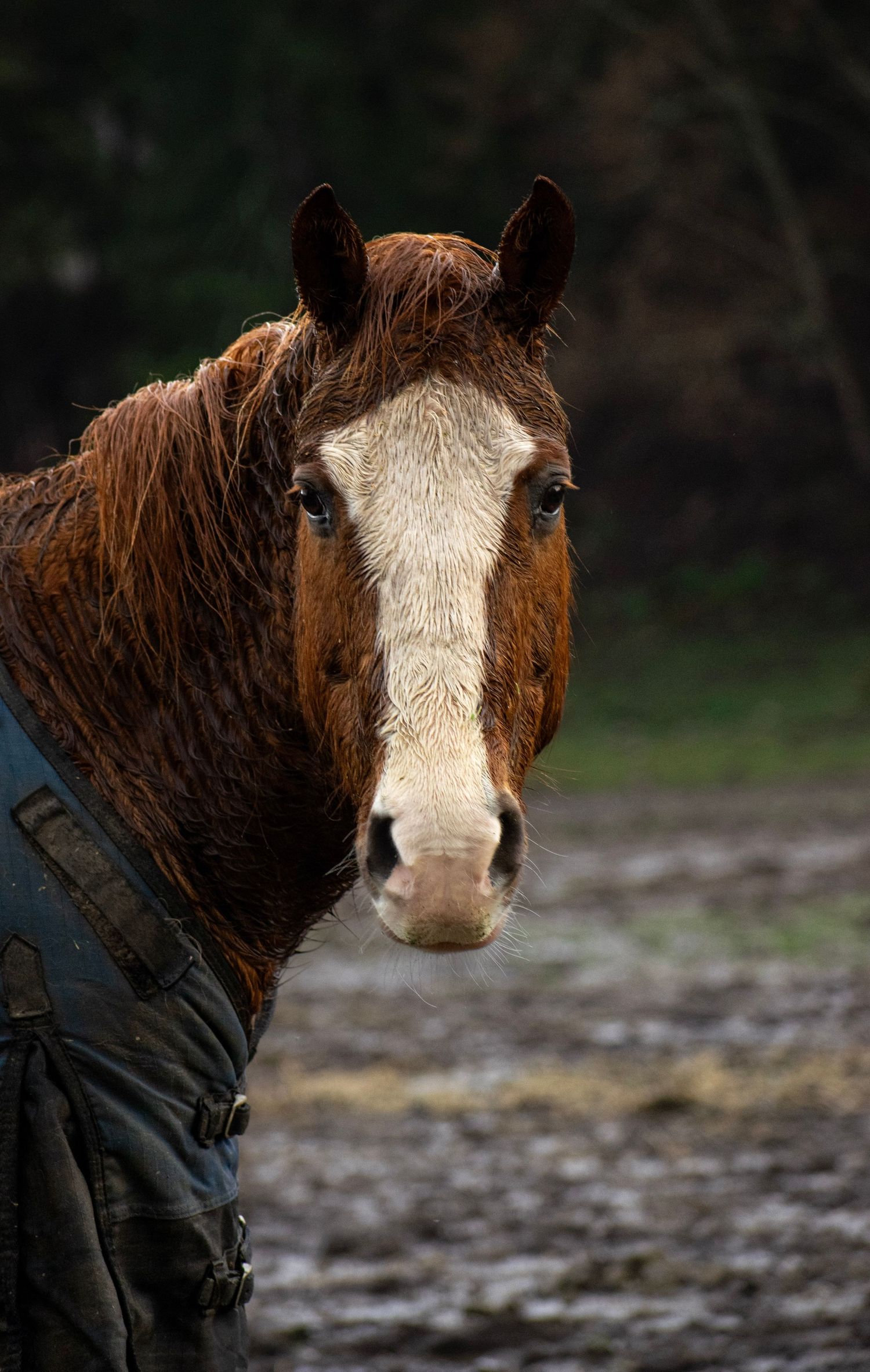 Skyland Ranch, Gold Bar, Washington, March 5, 2026