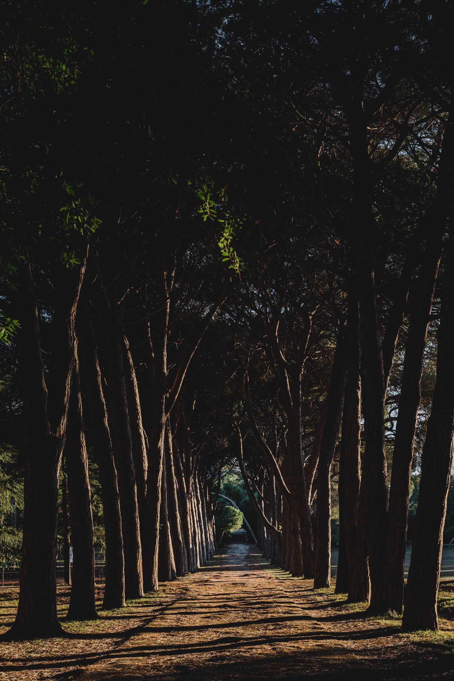 Tree-lined pathway with dramatic natural light, creating a peacefull outdoor setting for wedding and portrait photography.