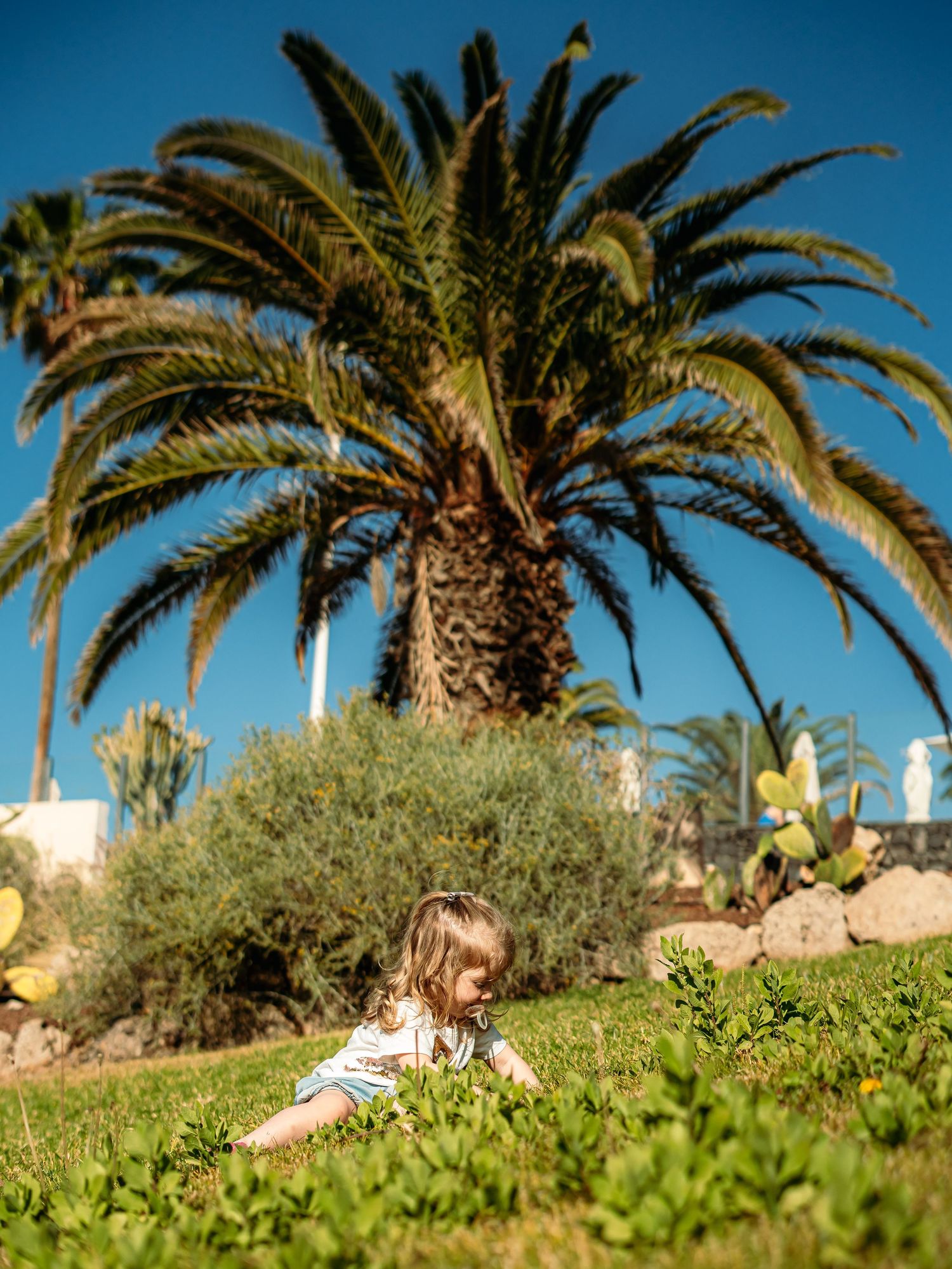 Small child exploring lush green garden ground with large palm tree in sunny background.