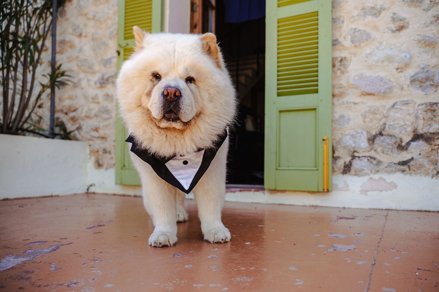 Fluffy cream Chow Chow dog wearing black bandana standing on terracotta patio at wedding venue.