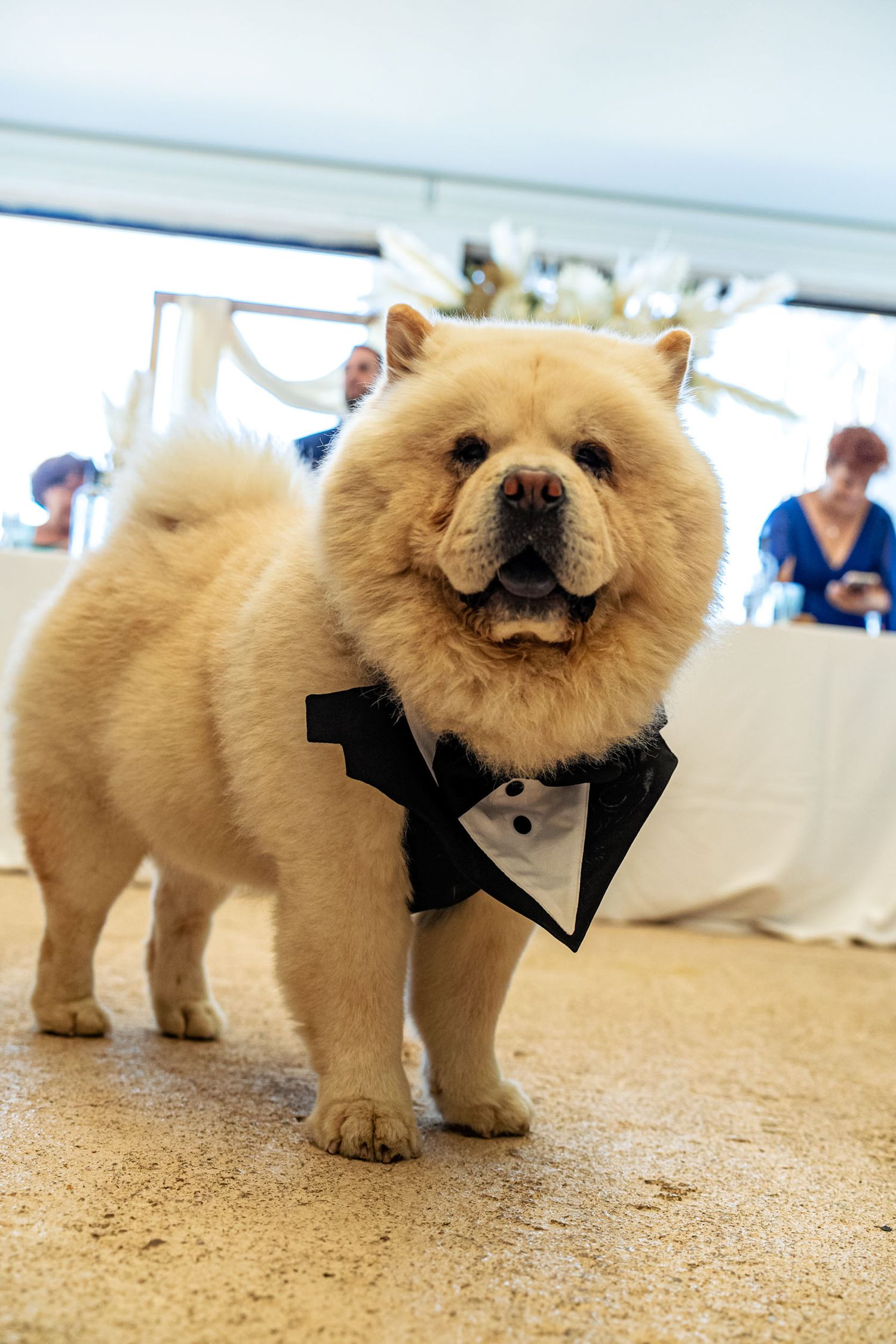 Fluffy cream Chow Chow dog dressed in a cute black tuxedo bow tie at an elegant wedding reception.