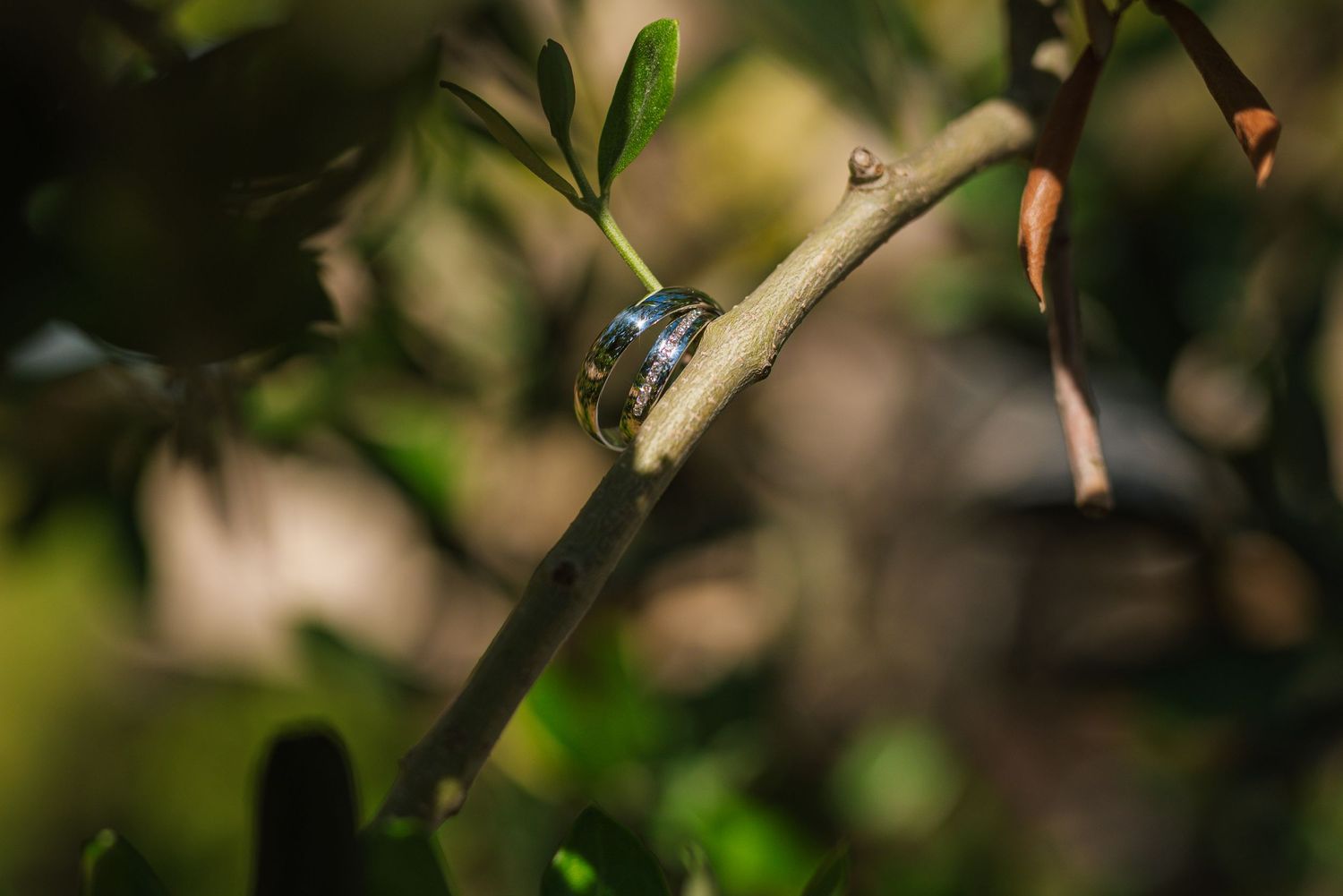 Two wedding rings resting on a green plant branch in soft natural bokeh light.