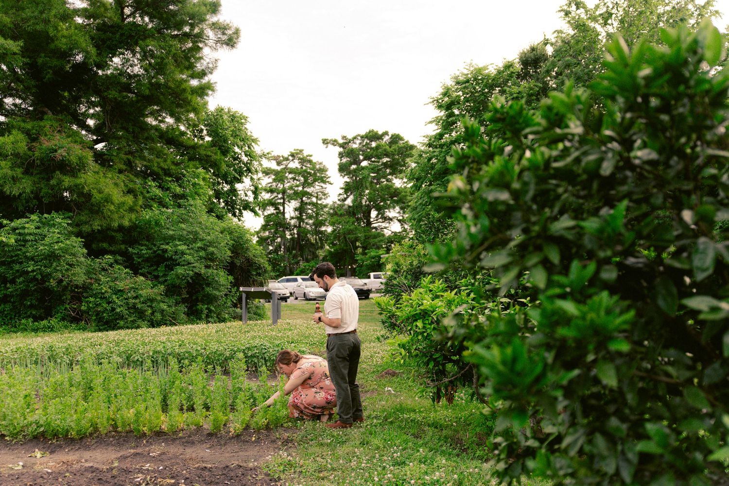 A person tends to plants in a lush green garden with trees and shrubs in the background.