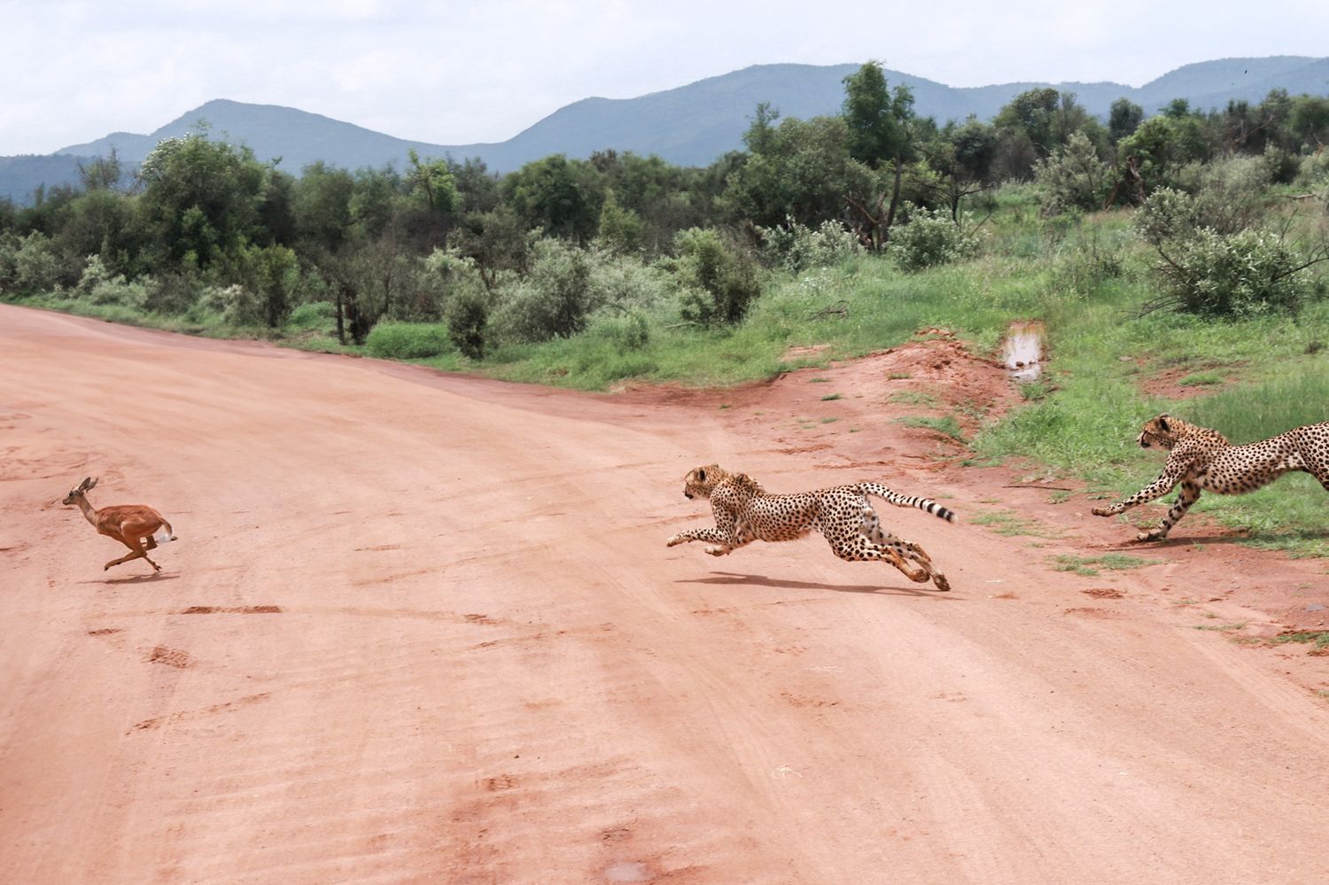 Safari