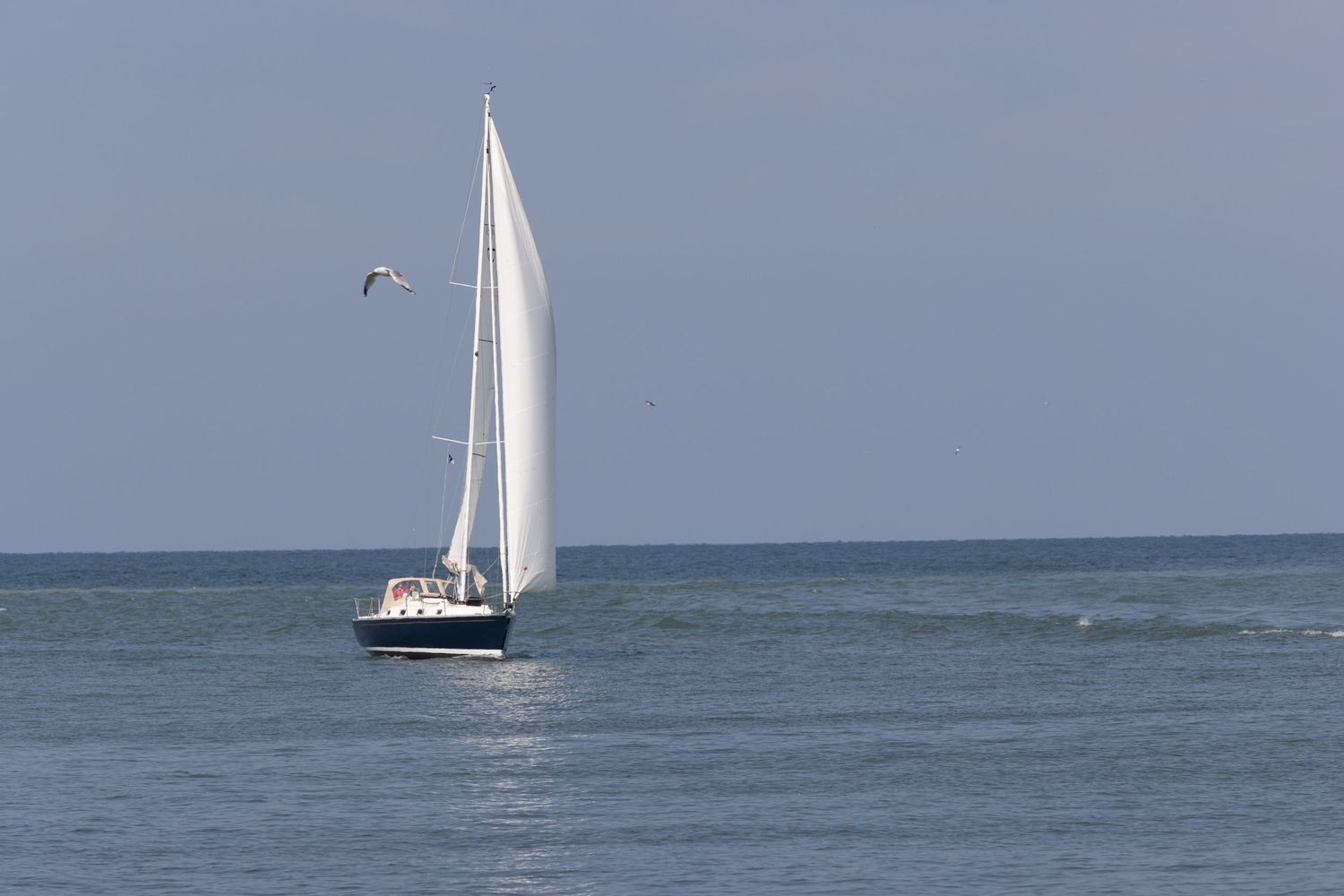 A white sailboat glides across calm blue ocean waters under a clear sky with a seagull flying nearby.