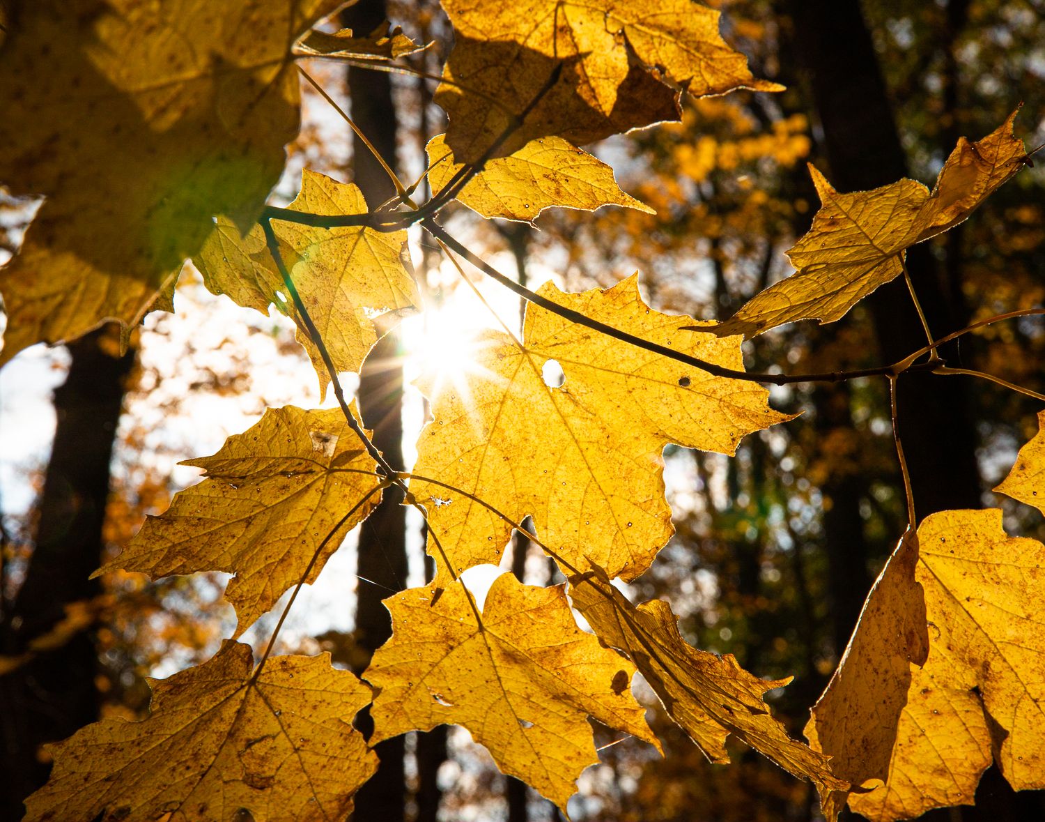 Golden autumn maple leaves backlit by sunlight filtering through forest trees in fall season.