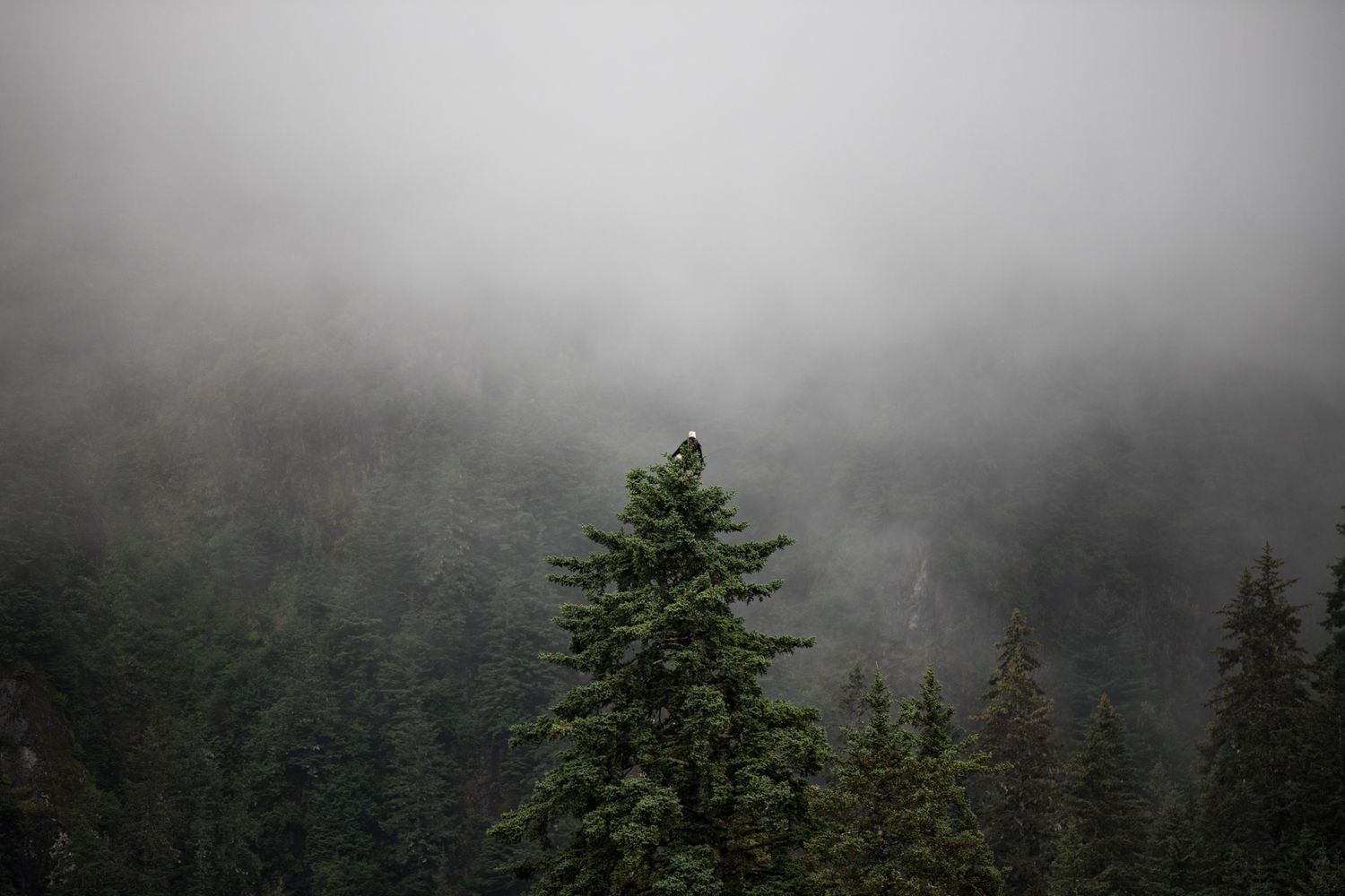 Misty forest landscape with tall green evergreen trees emerging through thick fog on a overcast day.