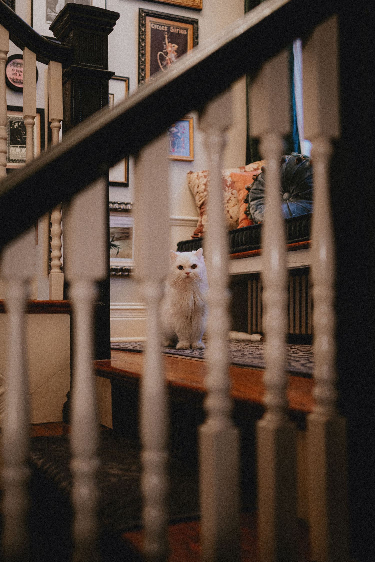 A fluffy white cat sits on wooden stairs, viewed through white balusters in a cozy home interior.