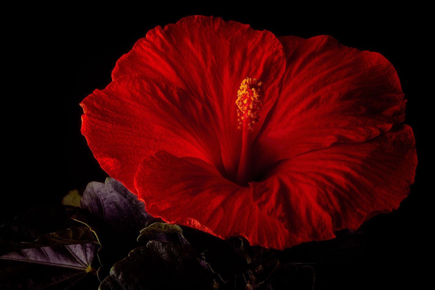 Vibrant red hibiscus flower in full bloom with yellow stamen against a dark black background.