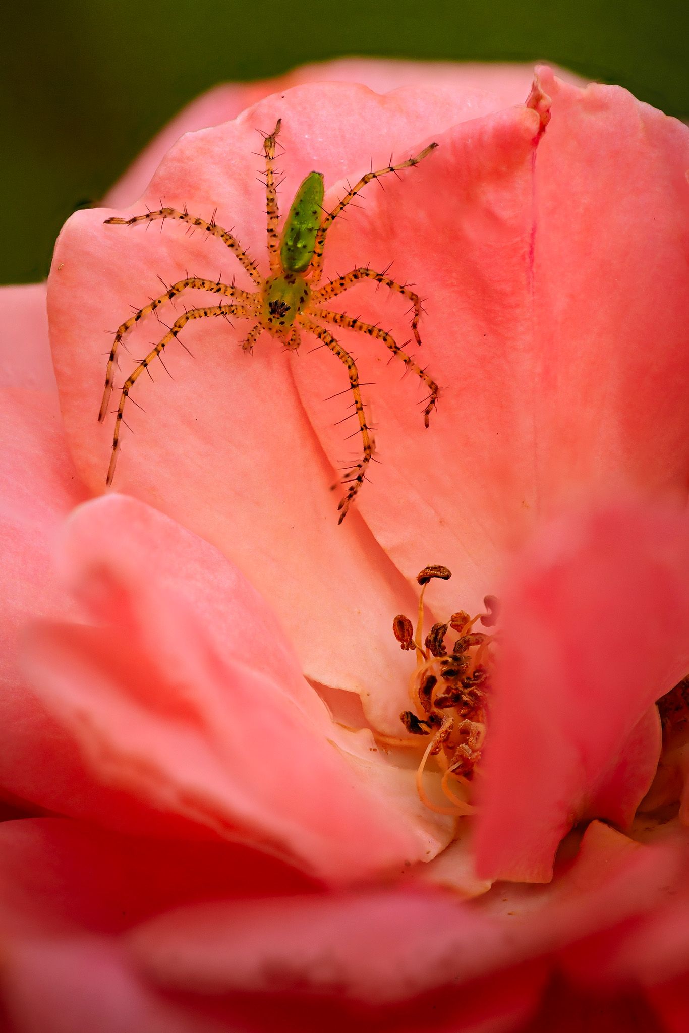 Green lynx spider perched on a pink rose bloom in macro photography.