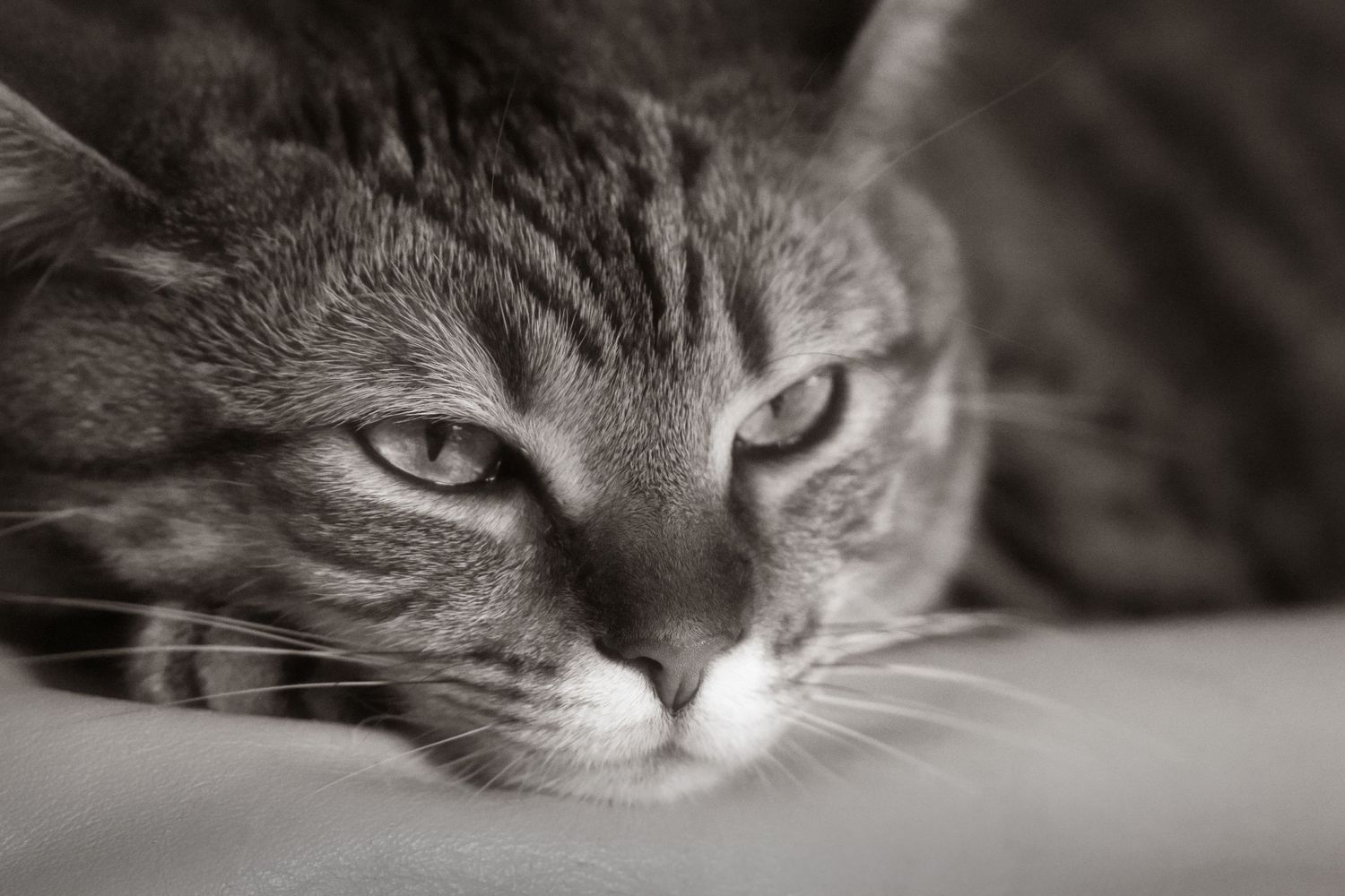 Close-up black and white portrait of a tabby cat resting with intense eyes.