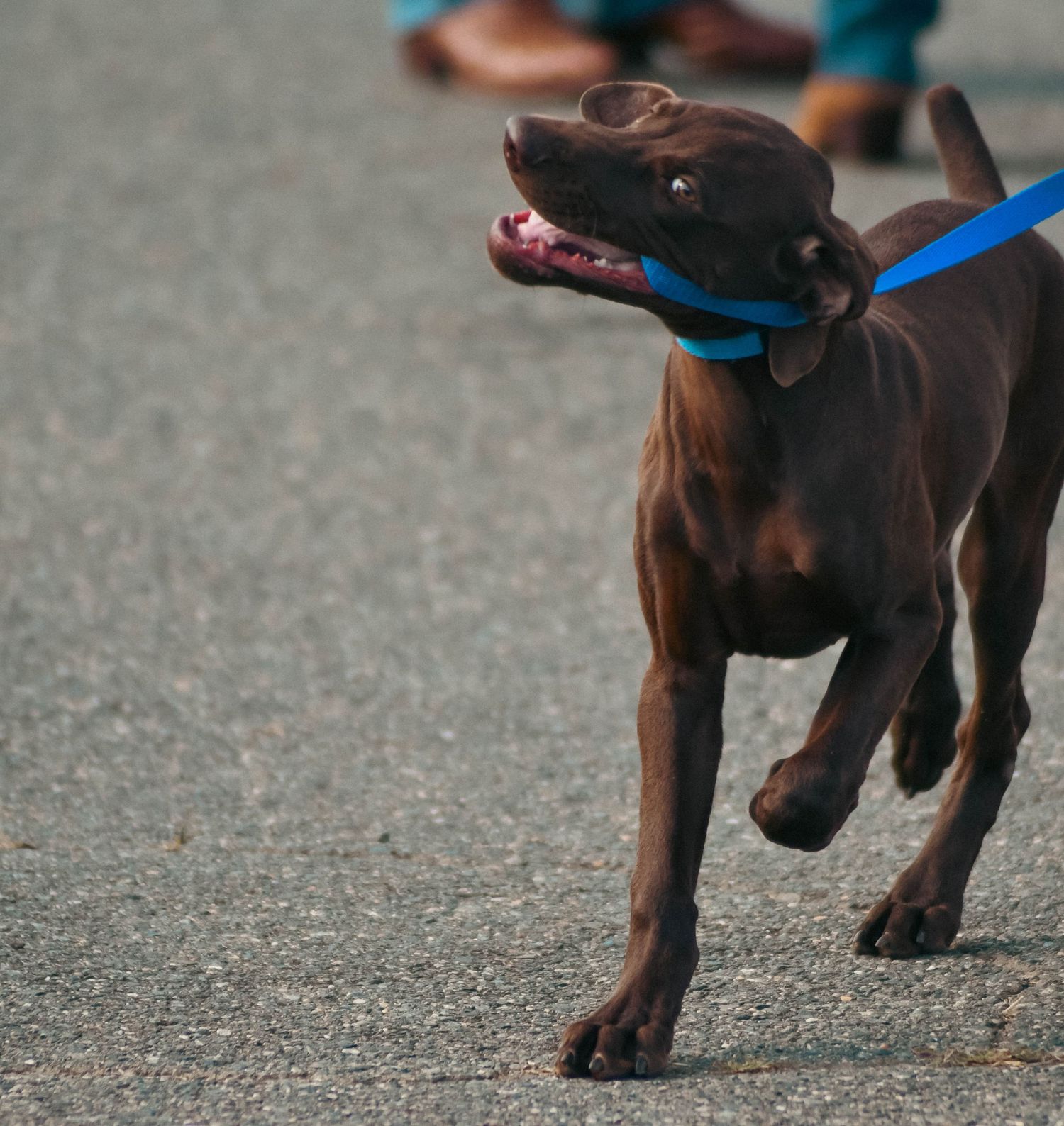 Energetic chocolate Labrador runs on pavement wearing a bright blue leash outdoors.