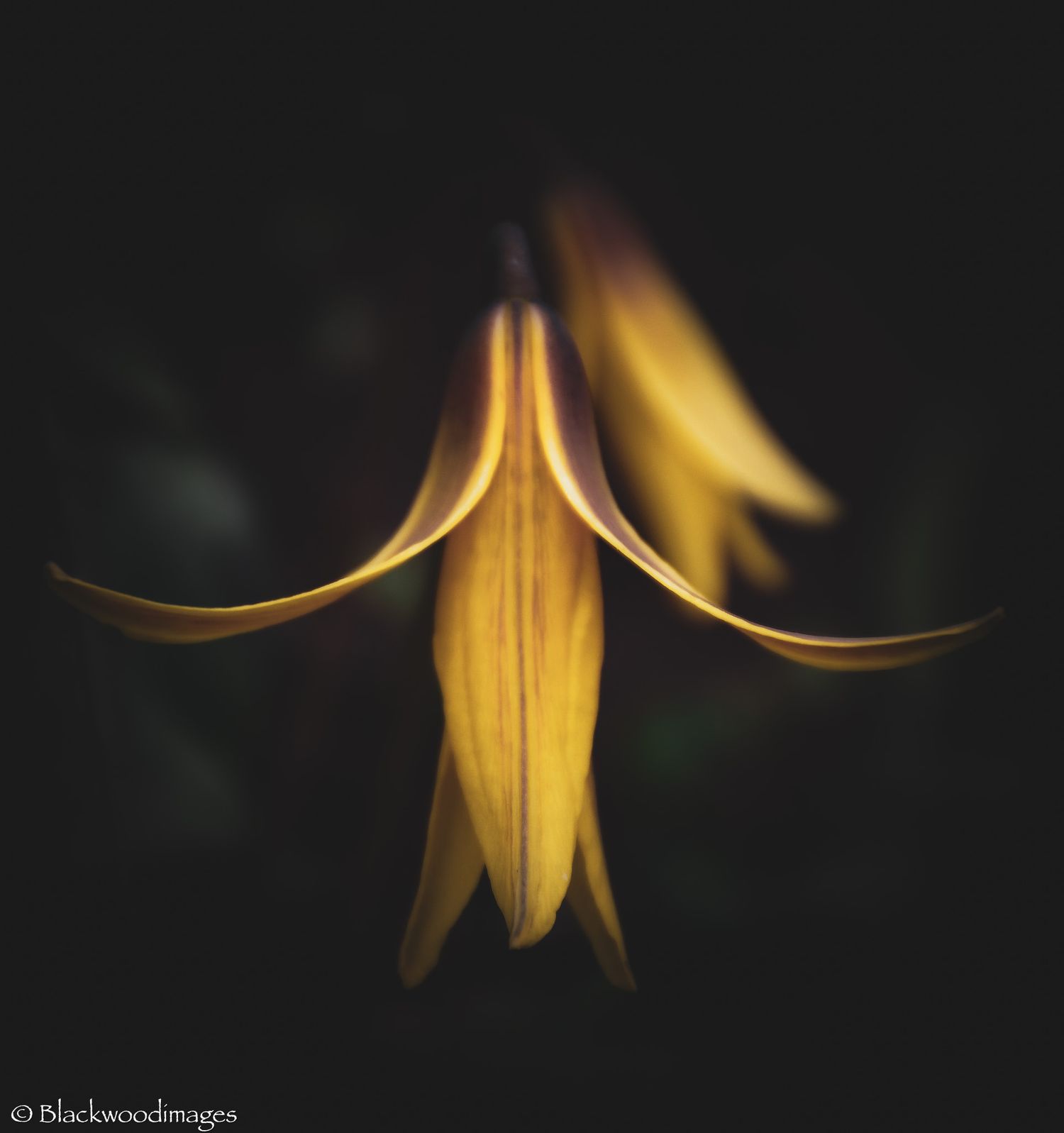 A single yellow lily flower emerges dramatically from a dark background, its curved petals glowing with warm golden light.