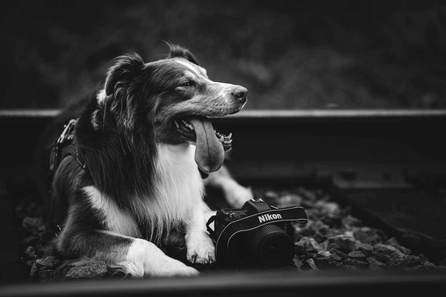 Black and white photo of a Border Collie dog lying on railroad tracks next to a Nikon camera.