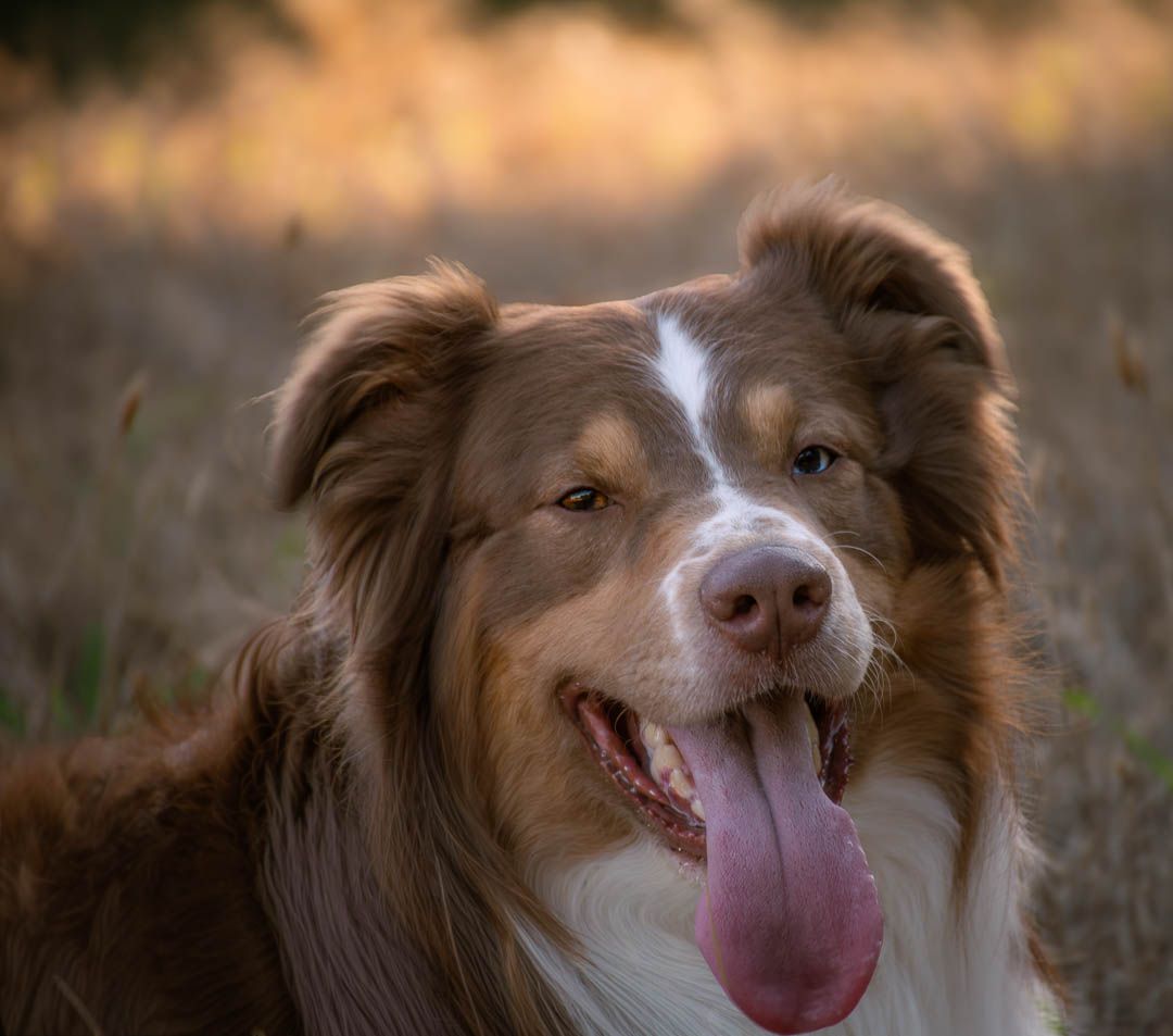 A happy Australian Shepherd dog with red tri-coat, tongue out, sitting in a golden field.