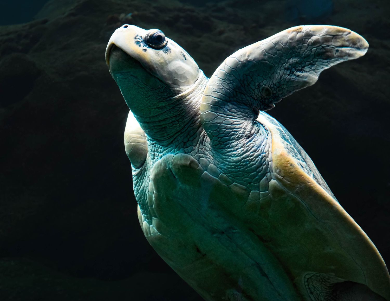 A sea turtle gracefully swimming underwater, its teal-tinted shell and flippers illuminated against a dark background.