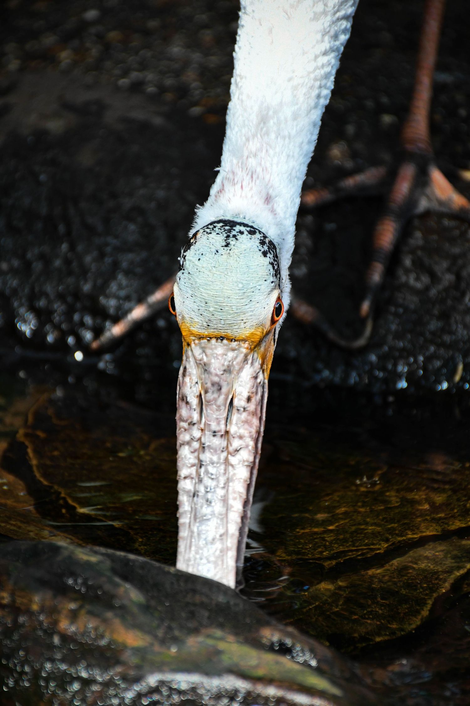 Close-up of a white heron dipping its long beak into dark rocky water while foraging for food.