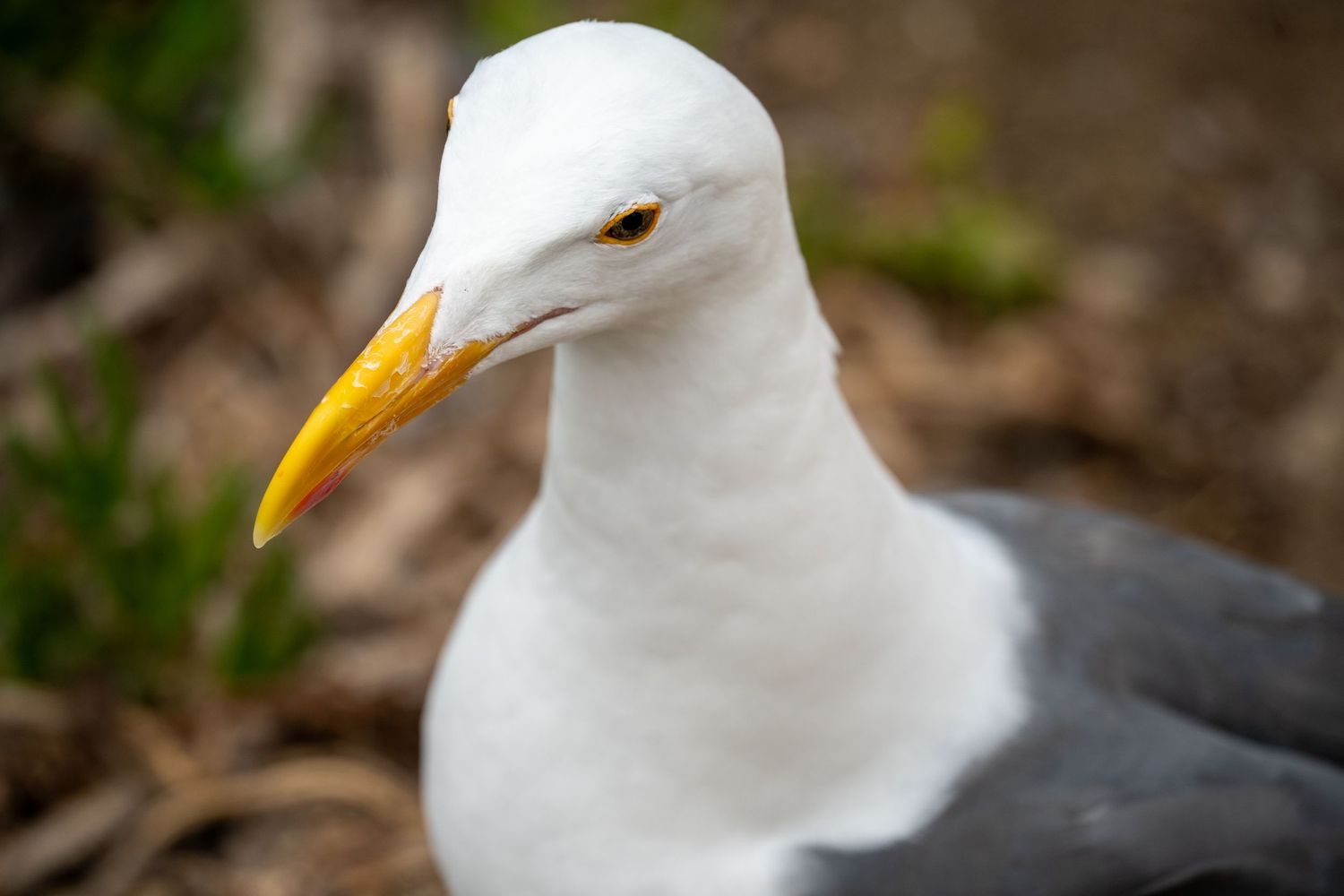 Close-up portrait of a white seagull with a bright yellow beak and orange eye outdoors.