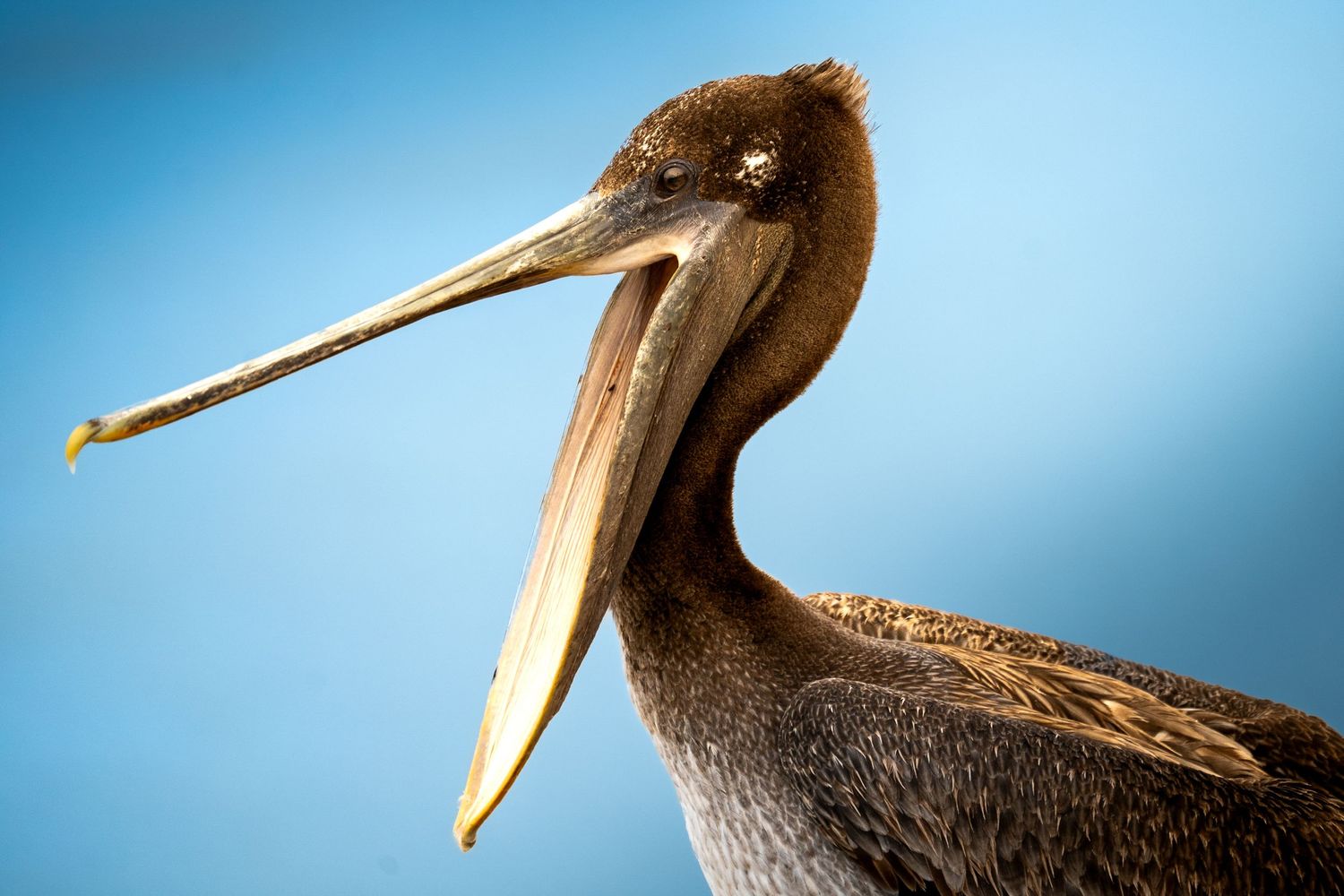 Close-up of a brown pelican with open beak against blue sky.