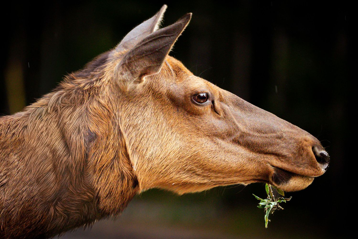 Side profile of a female elk chewing green foliage against a dark forest background.
