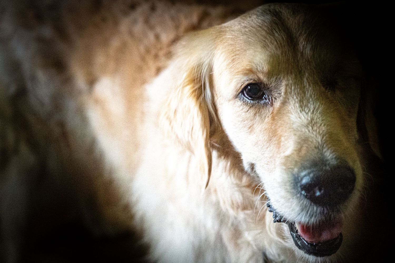 A golden retriever dog with a gentle expression looks upward in soft dramatic lighting, showcasing its warm fur and soulful eyes.