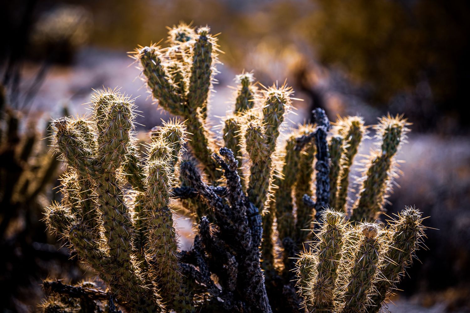 Close-up of golden-lit cholla cactus with sharp spines in a desert landscape at sunset.