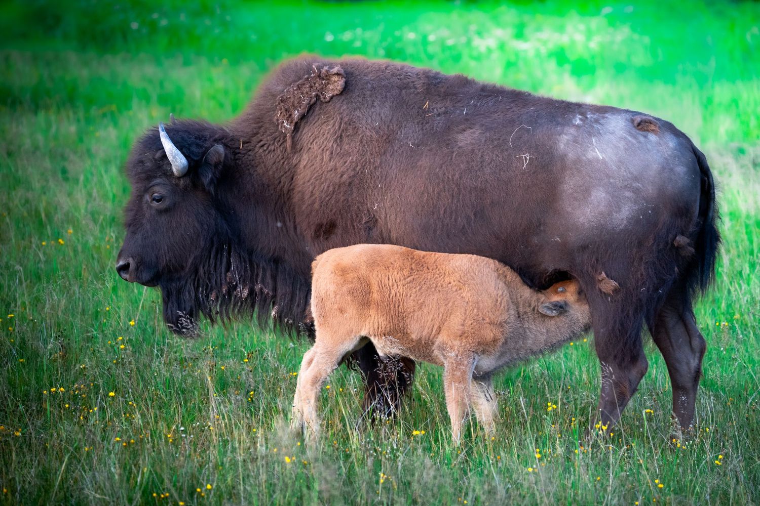A bison nurses her tan calf in a lush green meadow with yellow wildflowers.