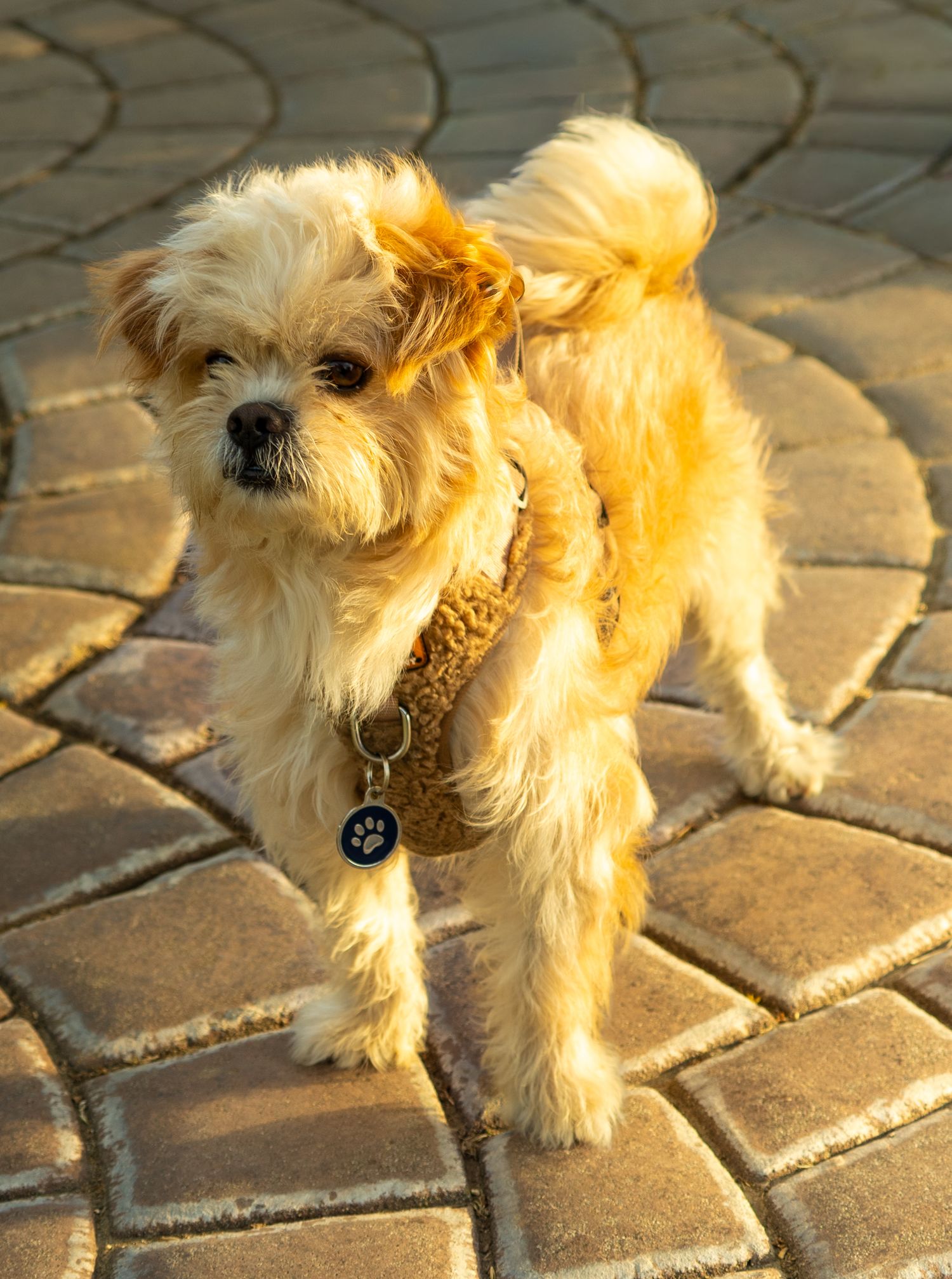 A fluffy golden Shih Tzu mix dog wearing a harness and tag stands on decorative brick pavers in warm sunlight.