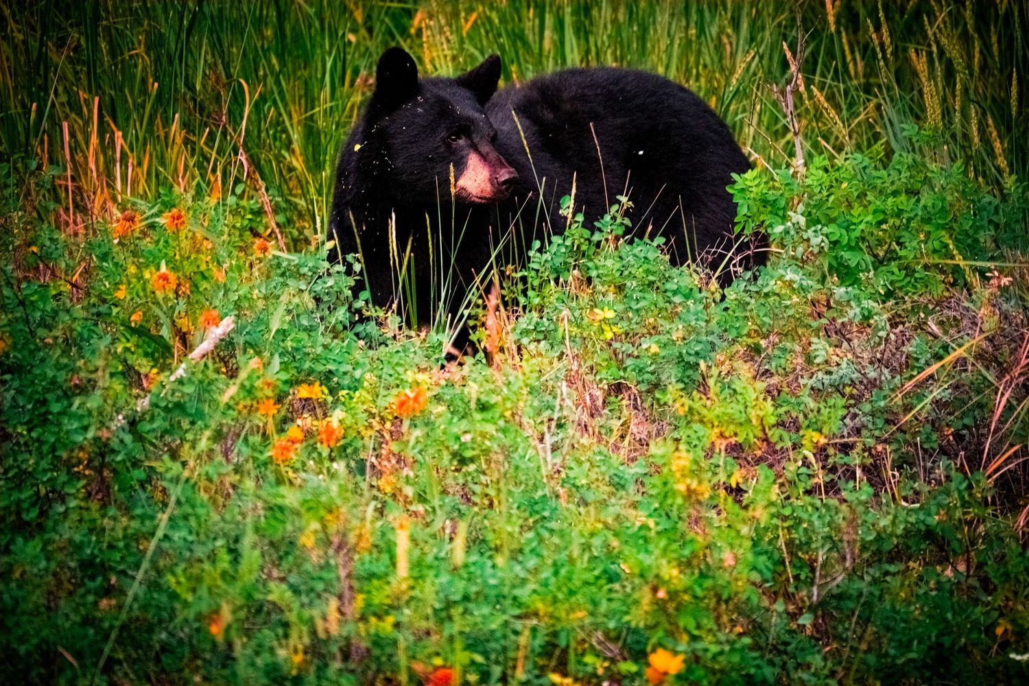 A black bear foraging among vibrant wildflowers and green foliage in a lush meadow habitat.