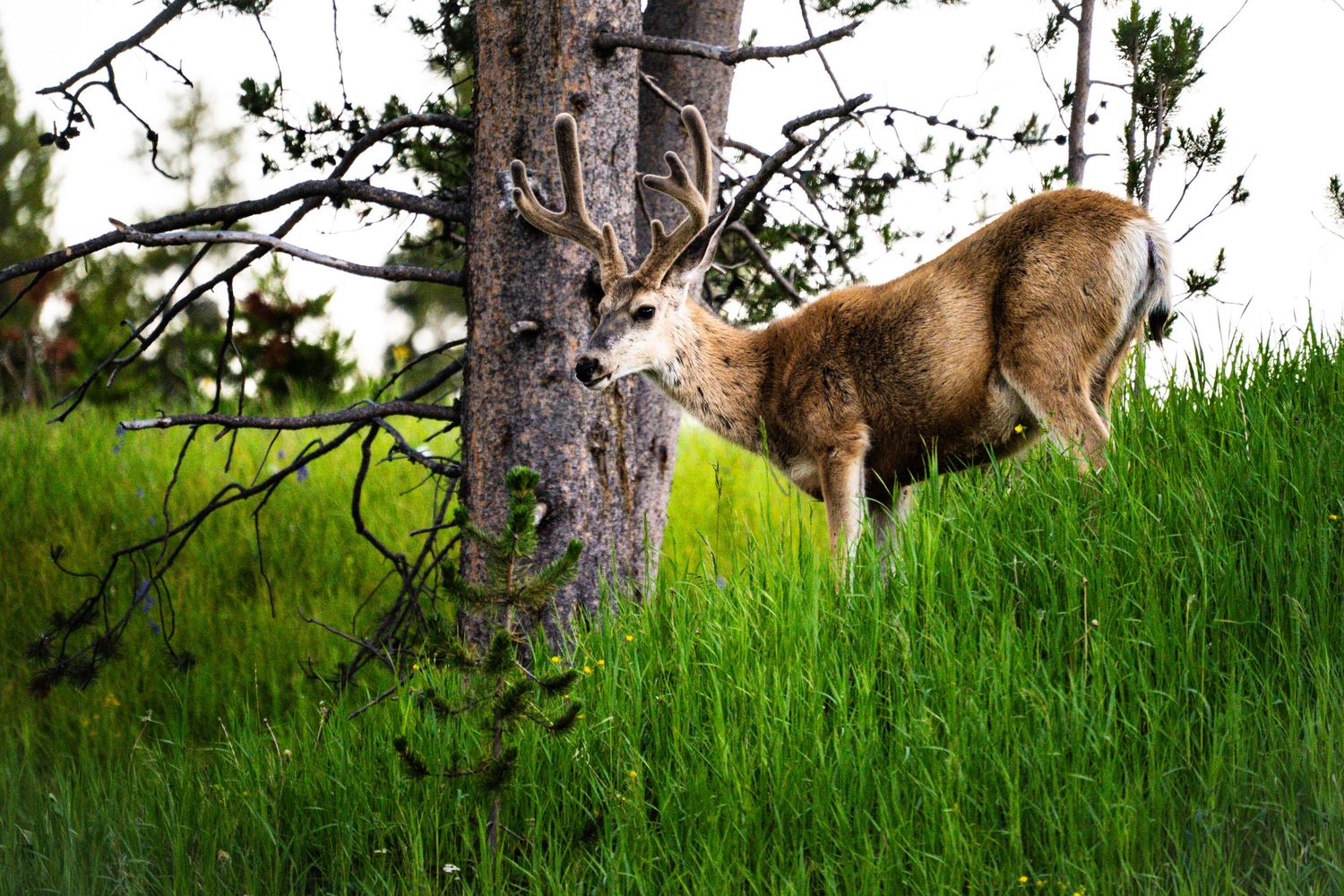 A wild deer stands beside a tree trunk surrounded by lush green grass in a forest meadow.