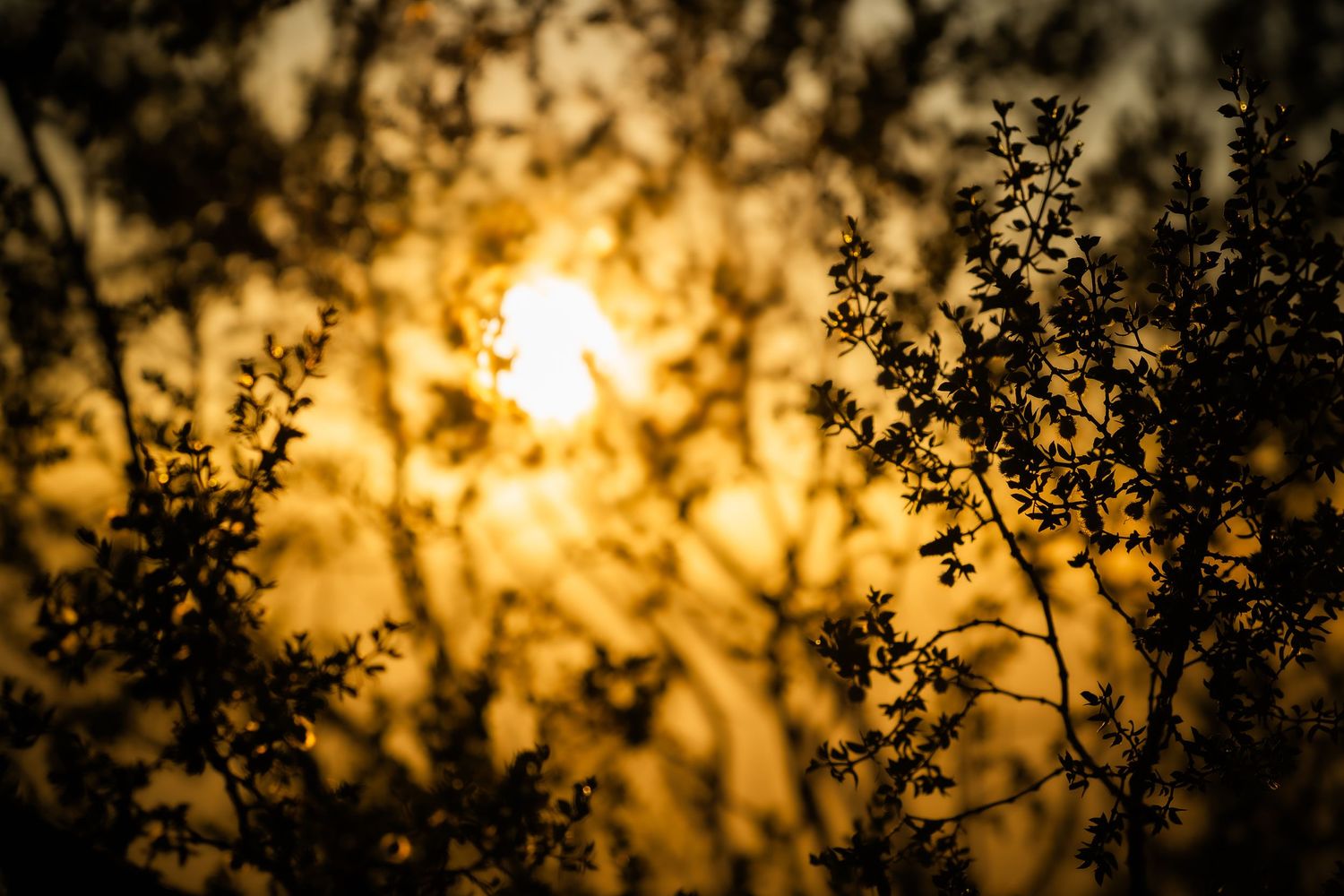 Silhouetted tree branches against a glowing golden sunset sky with the sun visible through the foliage.
